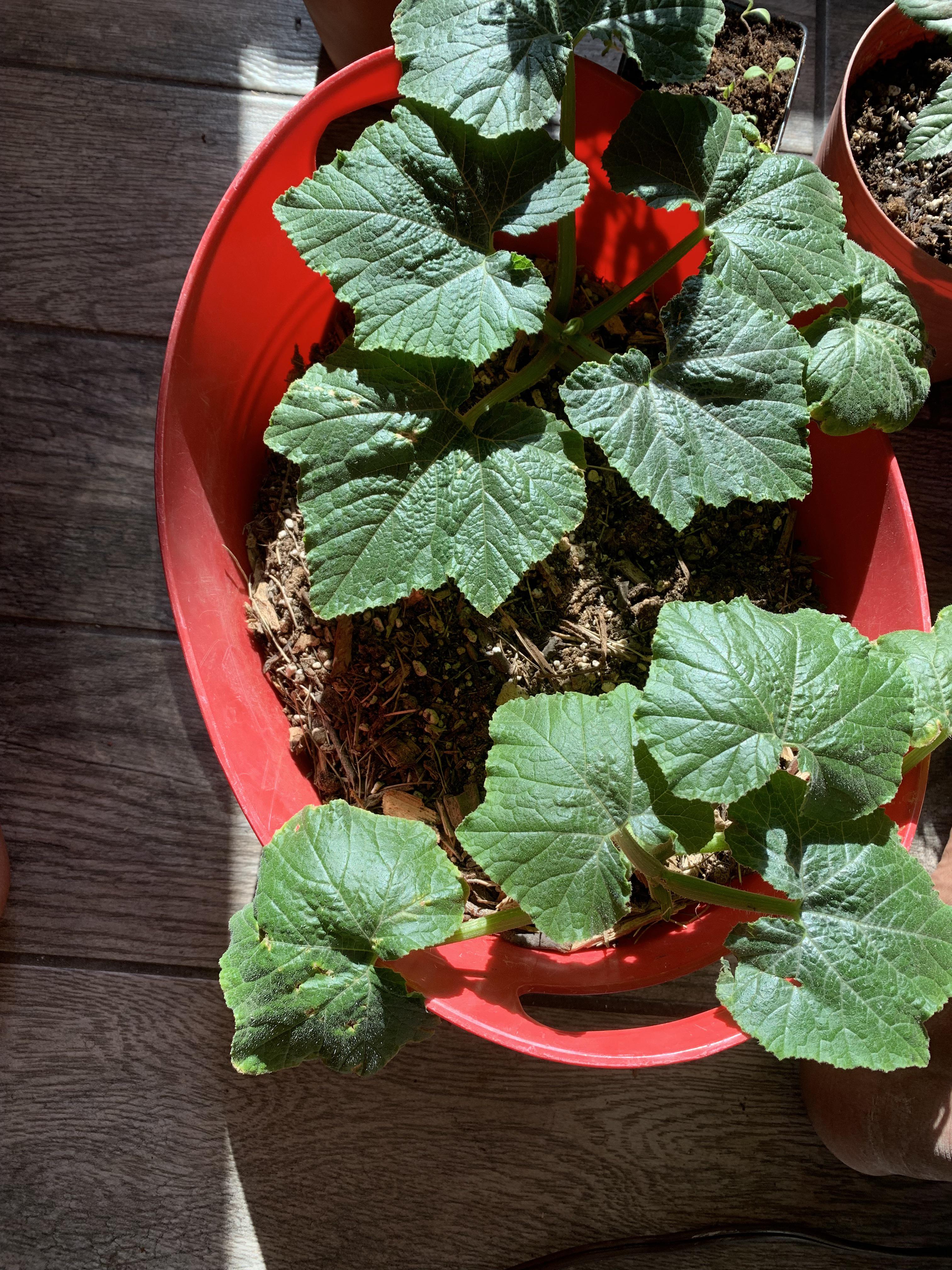 My yellow squash are stunted…how can i get them to grow more ( added bat guano two weeks ago