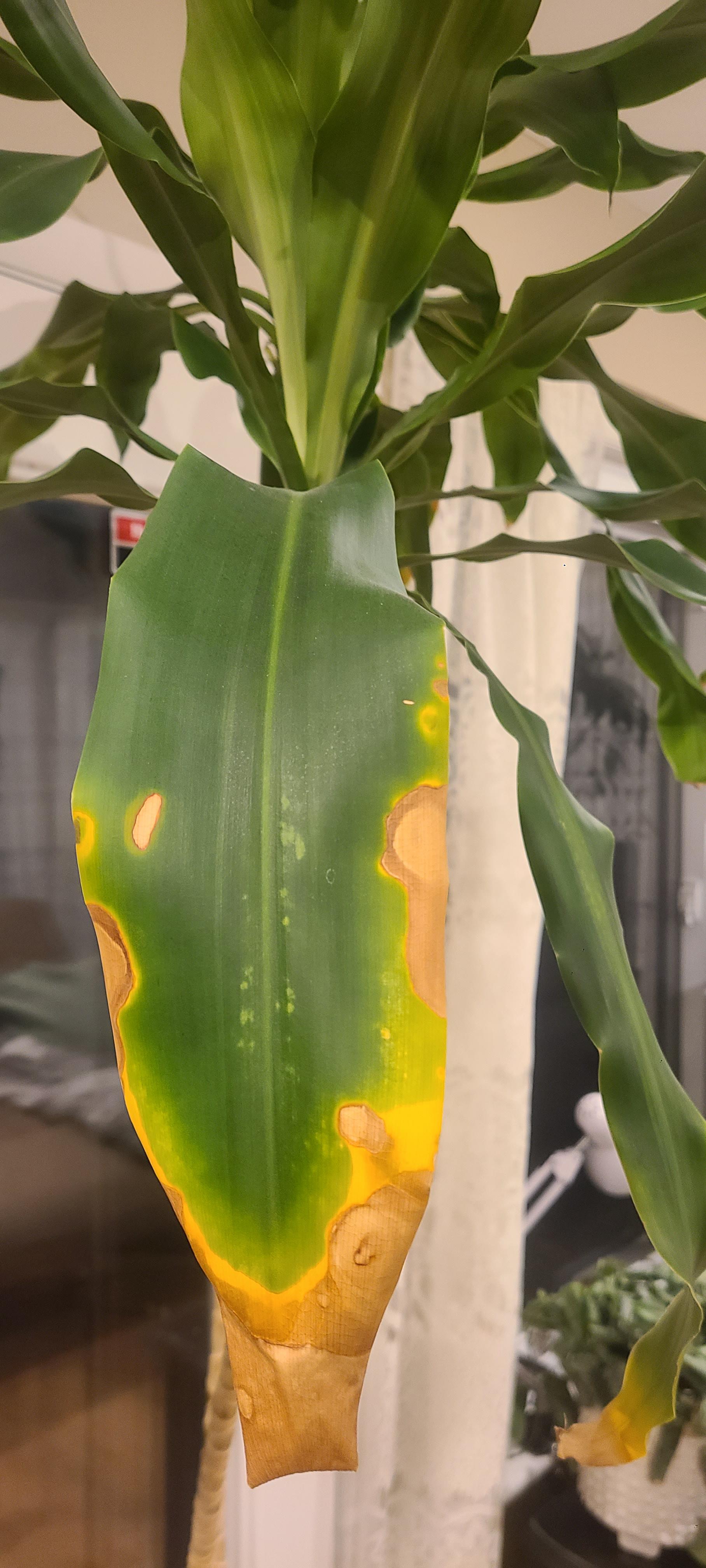 what's going on with my corn plant? r/plantclinic
