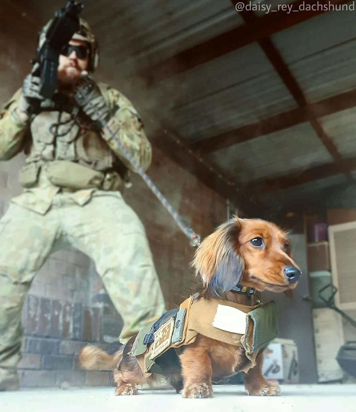 PsBattle This dachshund wearing military gear