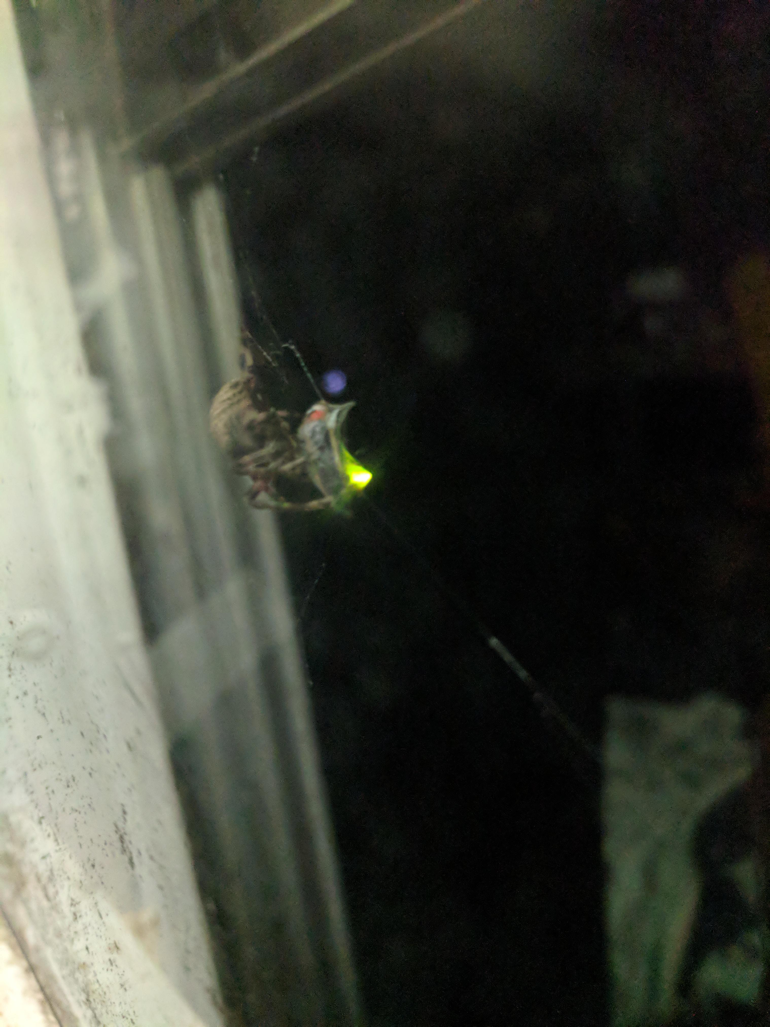 Spider eating a glowing lighting bug mildlyinteresting