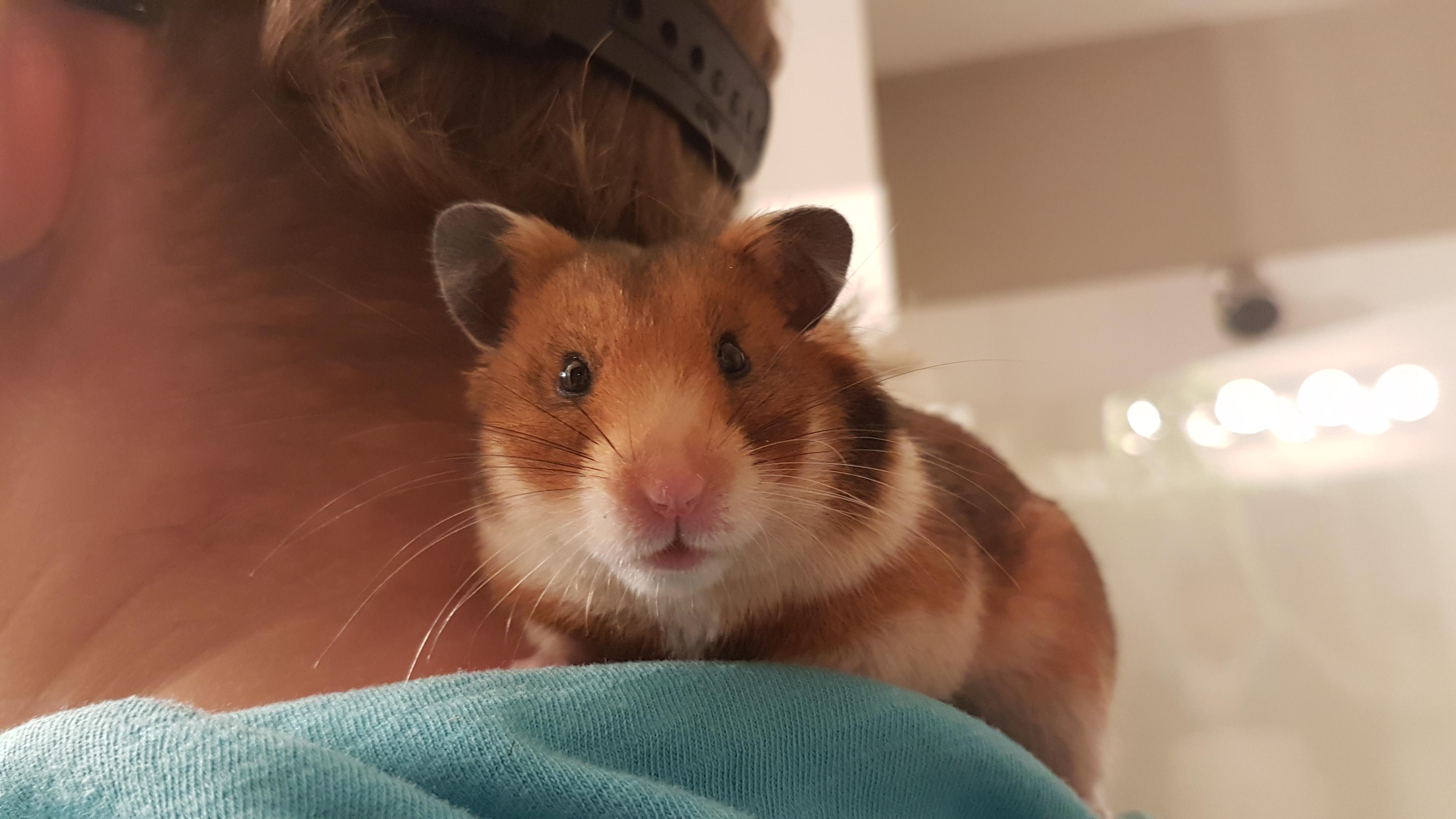 This is my shoulder hamster named cheetah. He's the goodest of hamsters