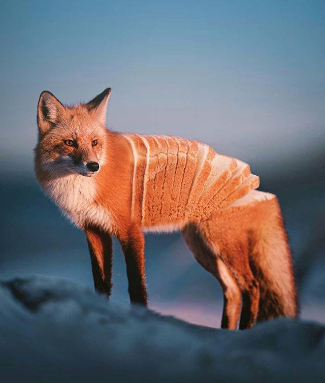 Bread fox, protector of the wheat r/Bossfight