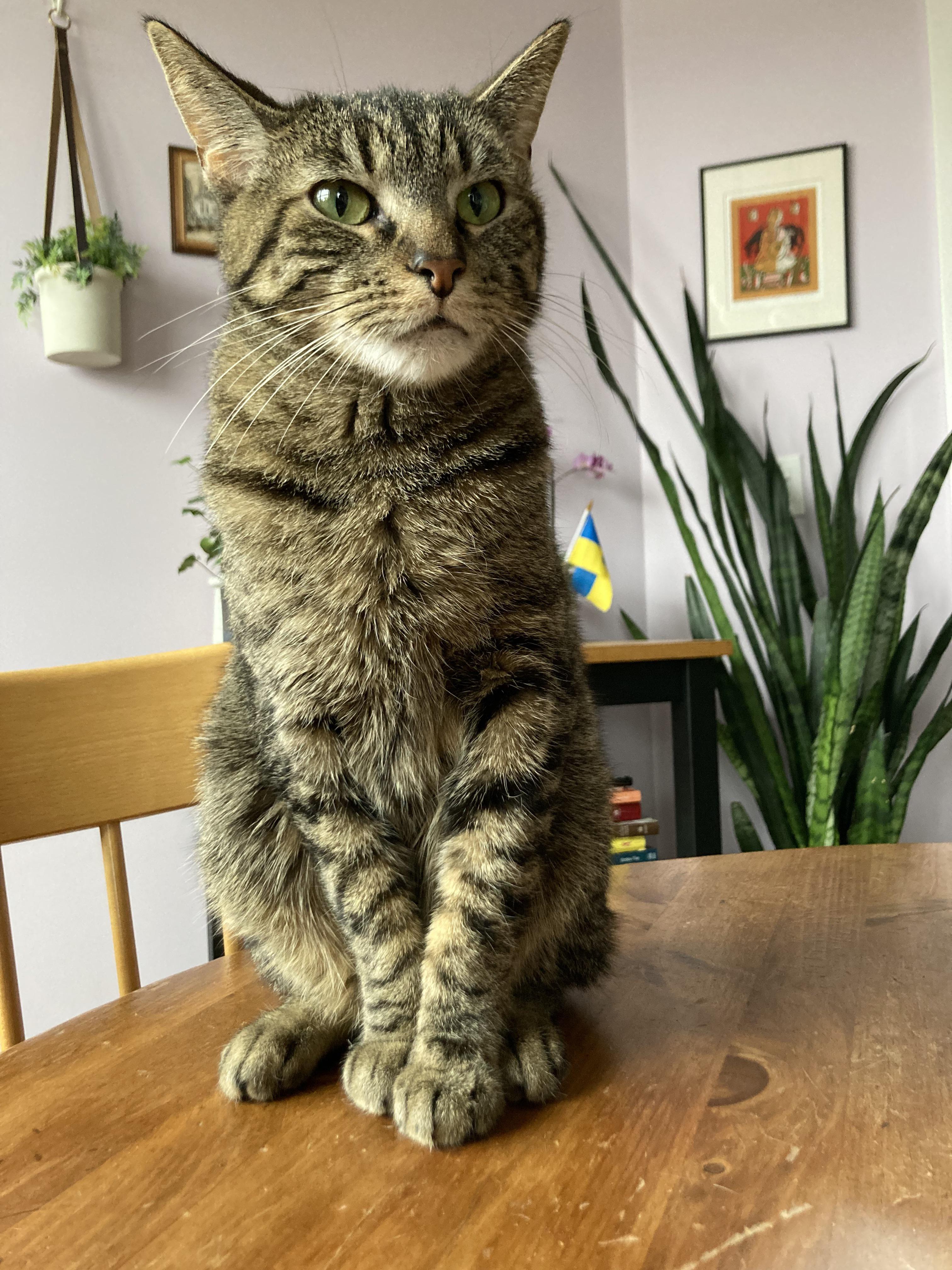 Anyone else’s cat like to lick plastic? Specifically plastic bags. Here