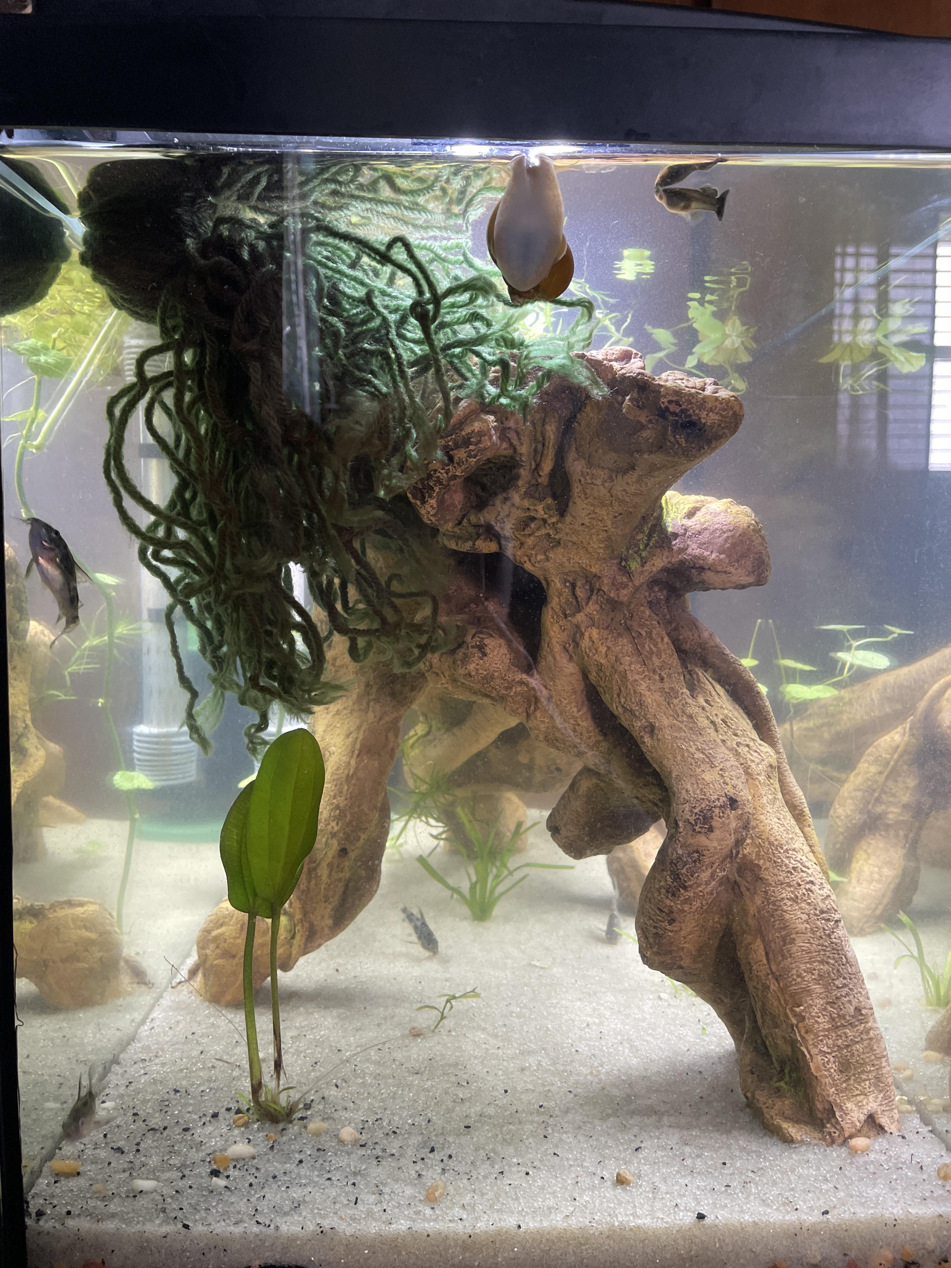 First Spawning Mop r/Aquariums