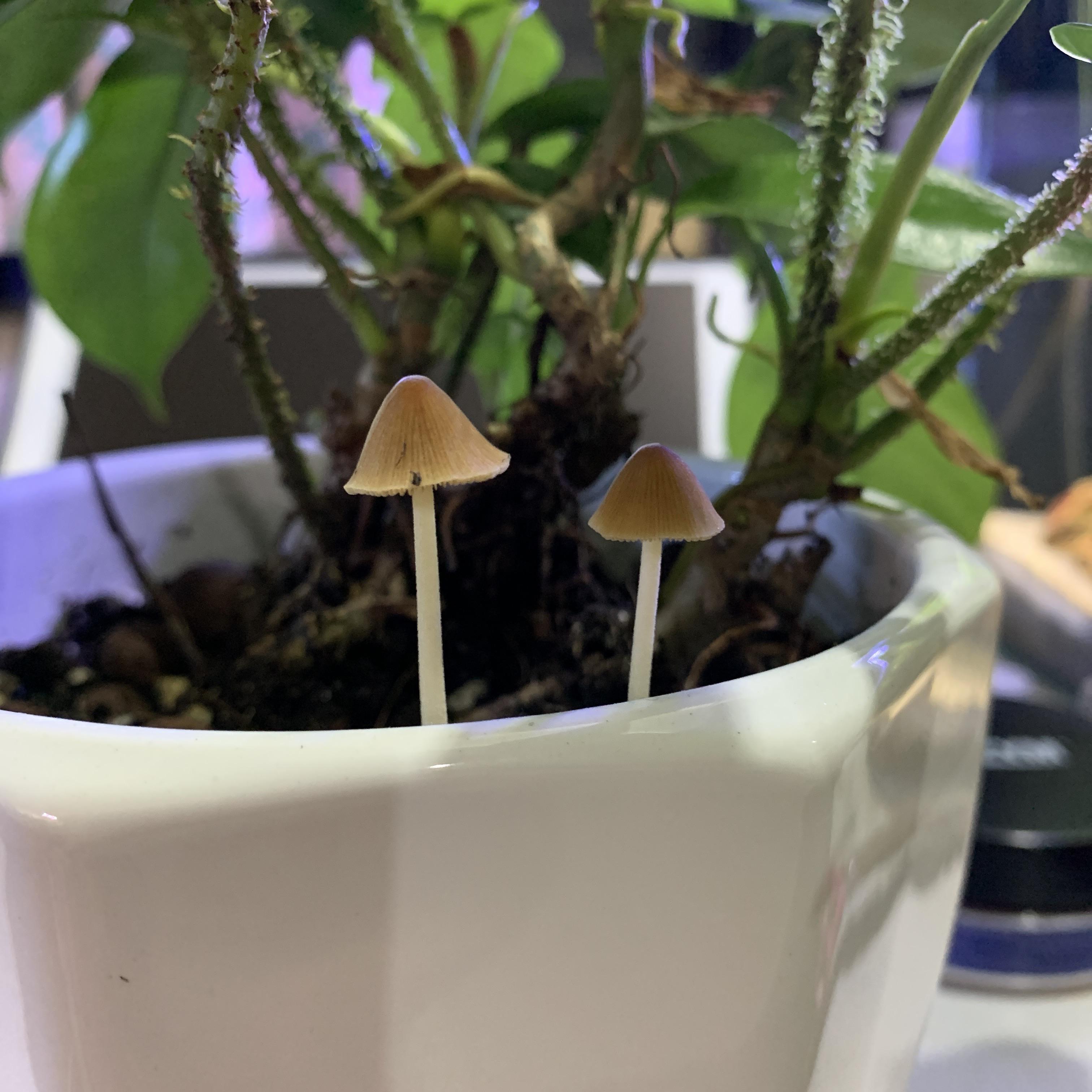 Random mushrooms grew in my pot today🤣 are they psychedelic mushrooms