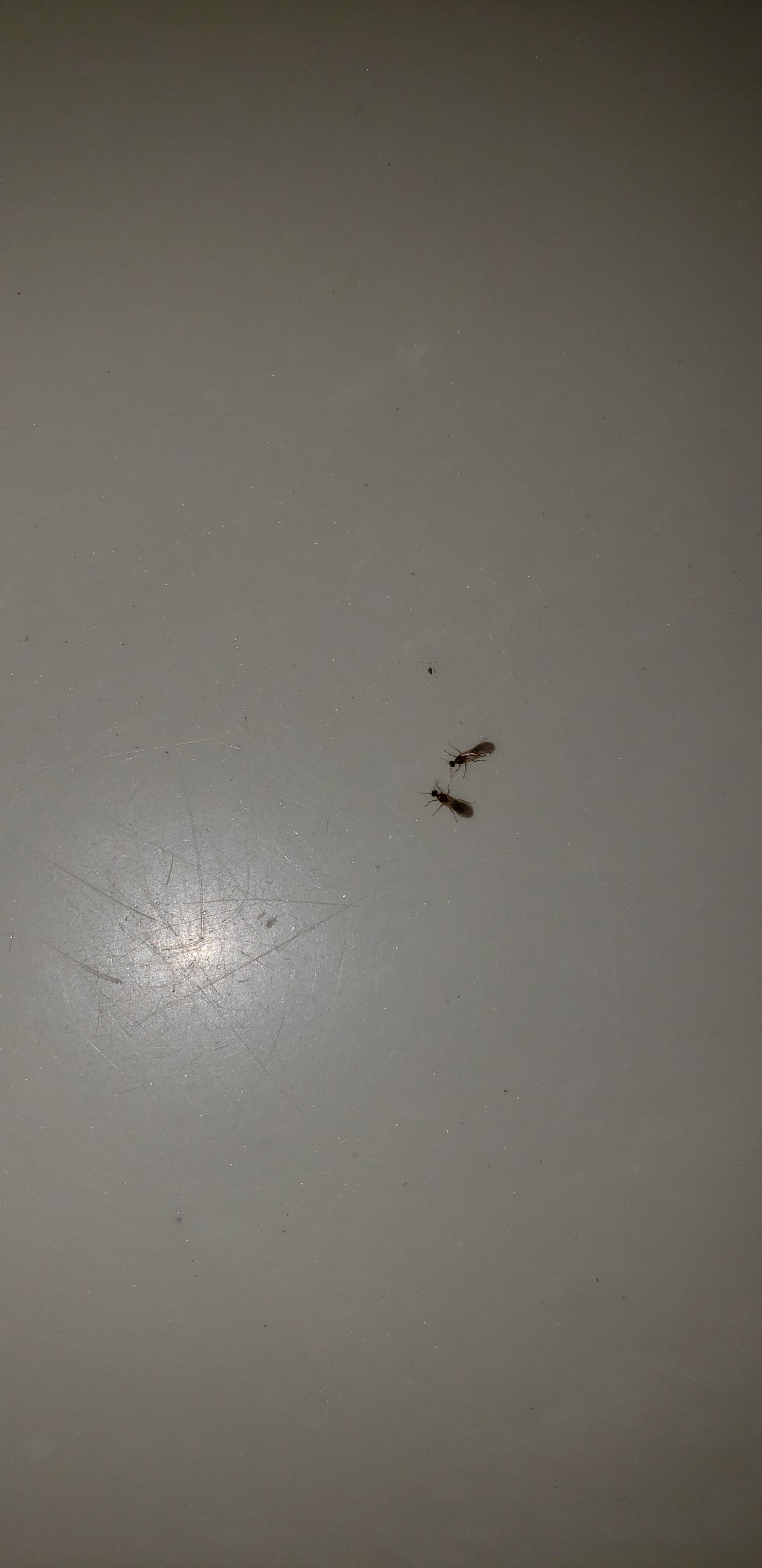 Recurring instances of these bugs coming up from the bathtub drain