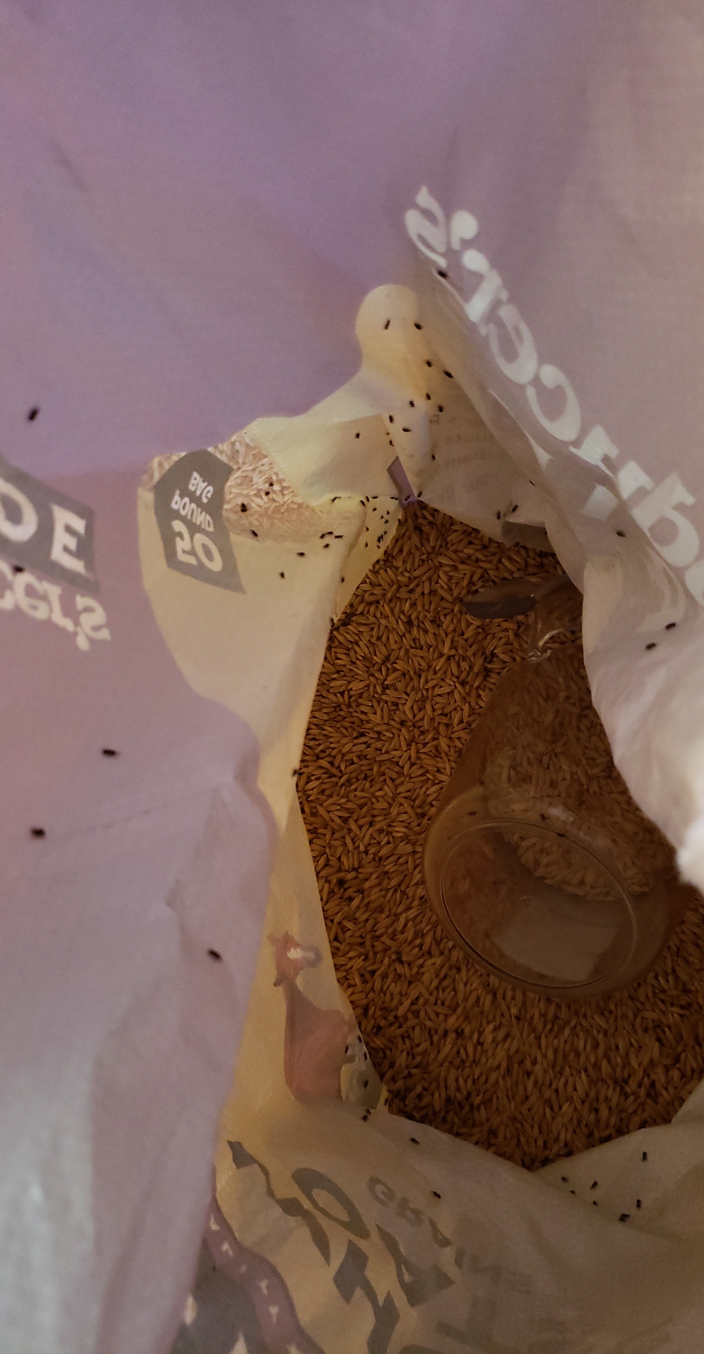 Little black bugs in my oats?? Know what they are and how to prevent them next time? r/shrooms