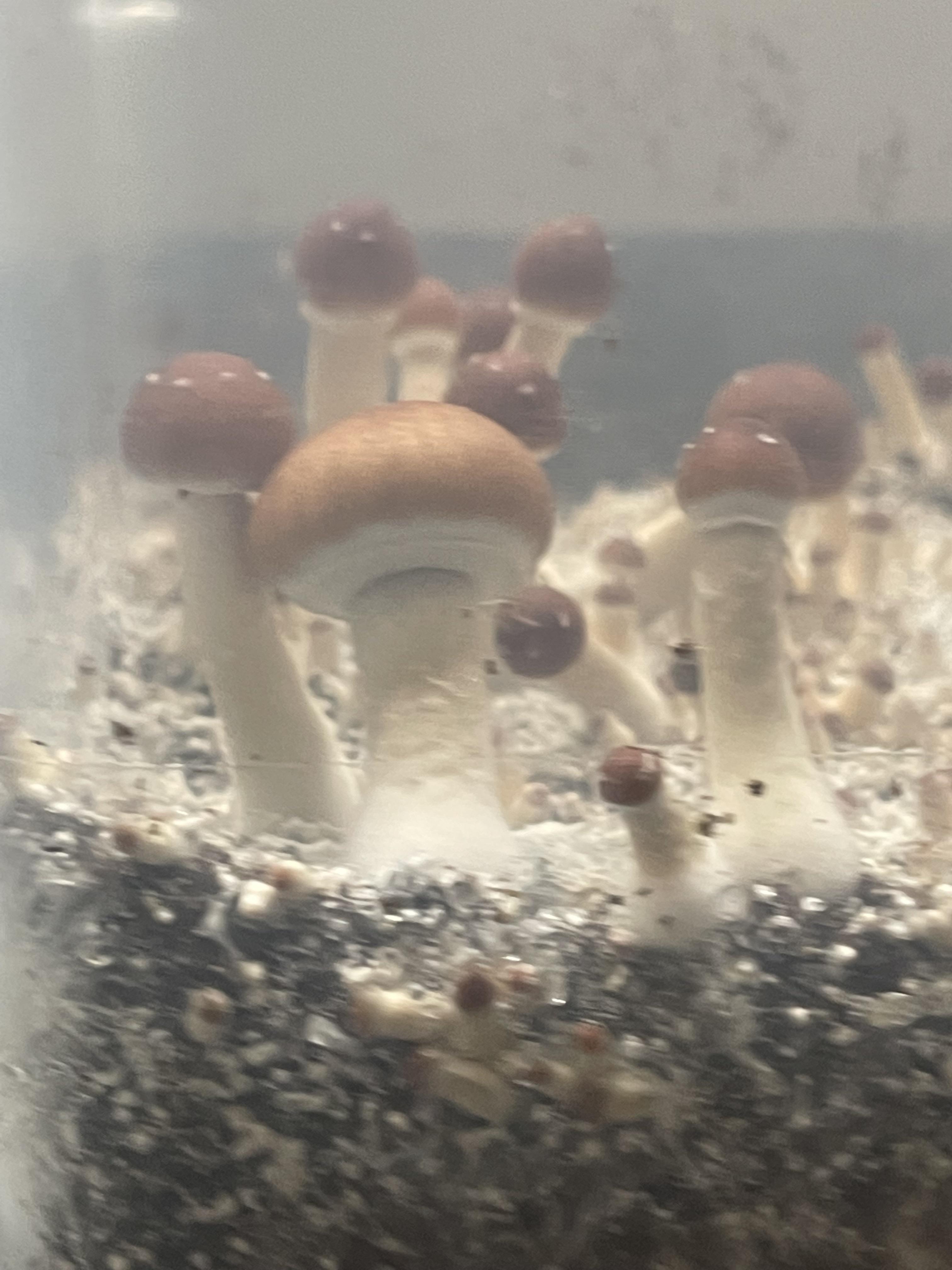 When should it pick it? r/shrooms