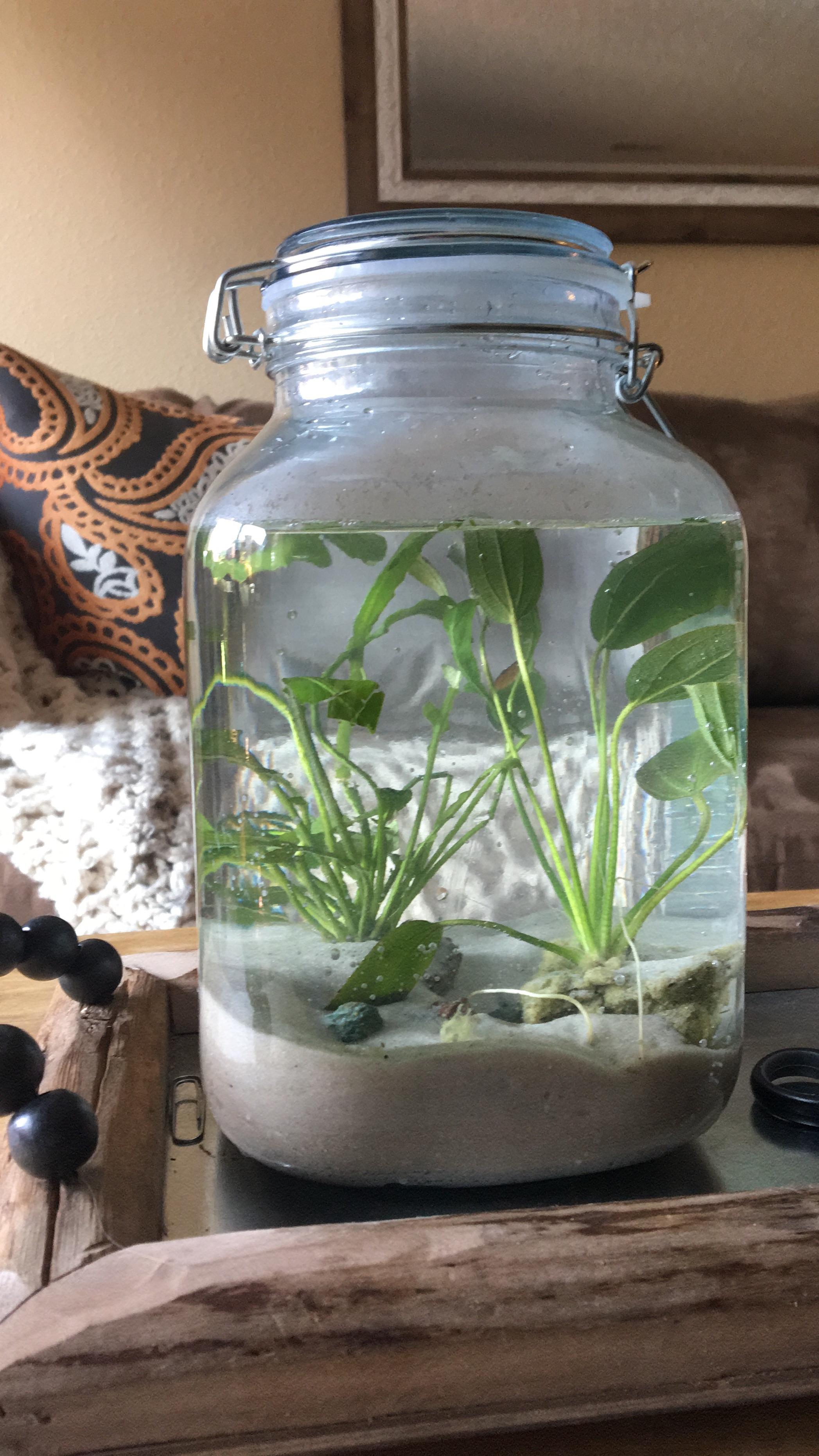 My very first jarrarium! Ten minutes after setting it up. I’m so