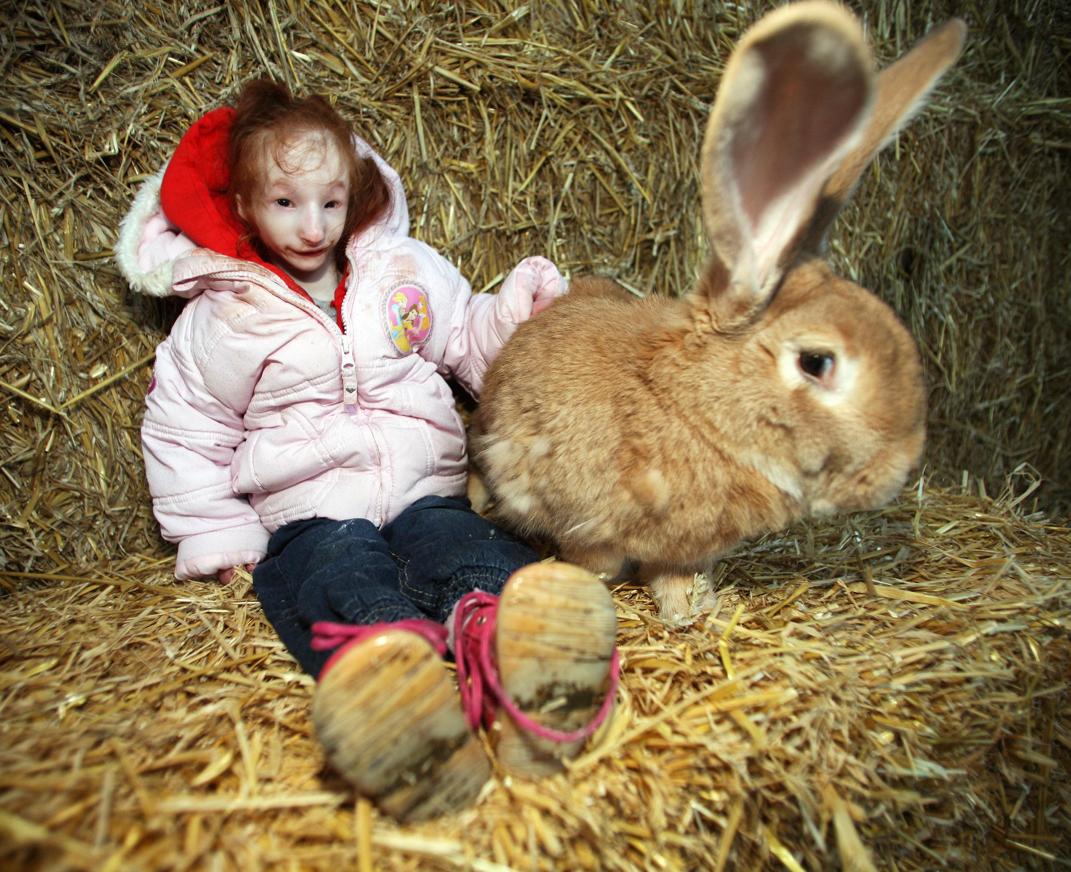 Tiniest girl in the world, Charlotte Garside playing with continental giant rabbit at an animal