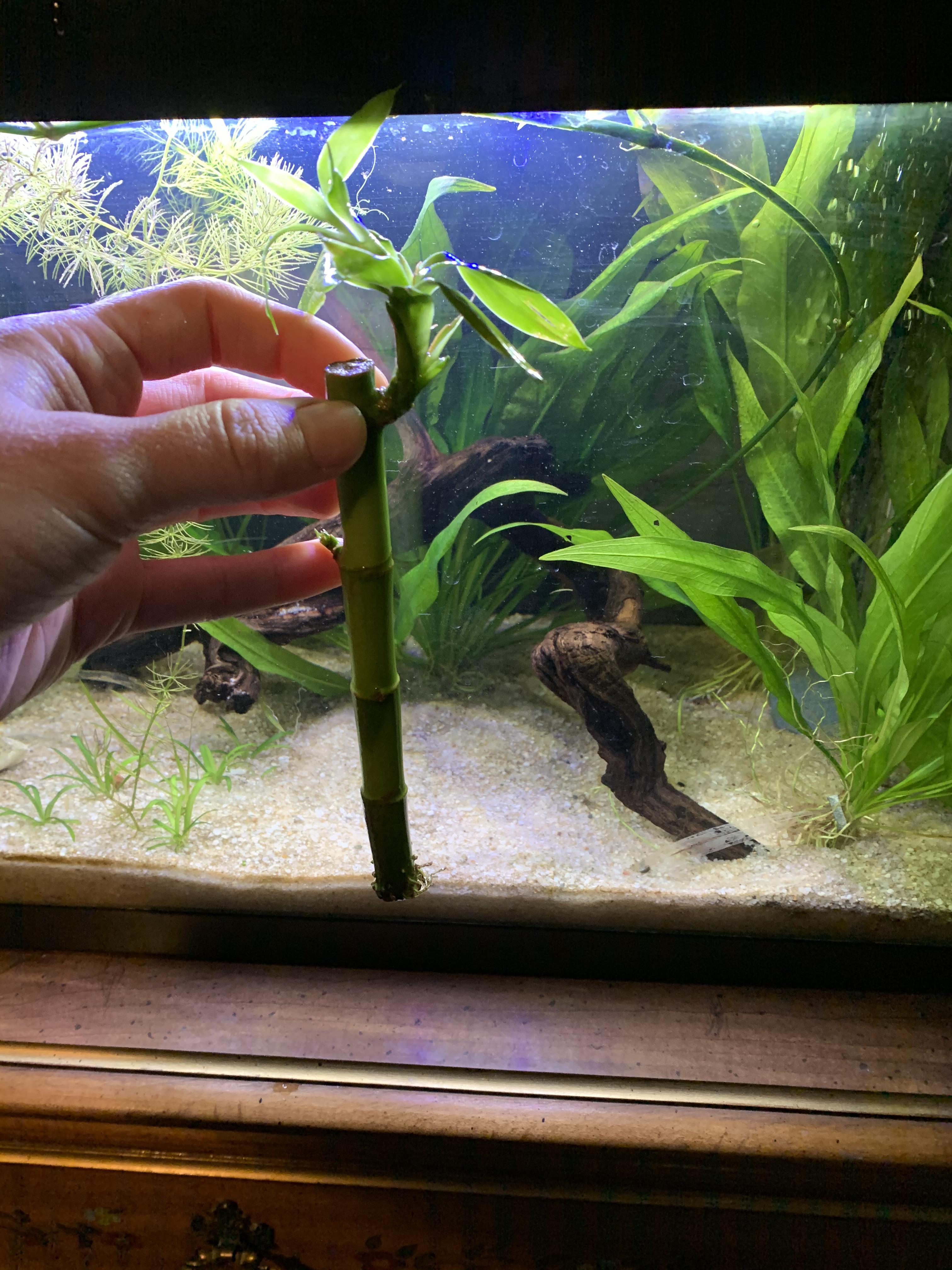 I’ve heard with planting bamboo that the top has to be out of the water