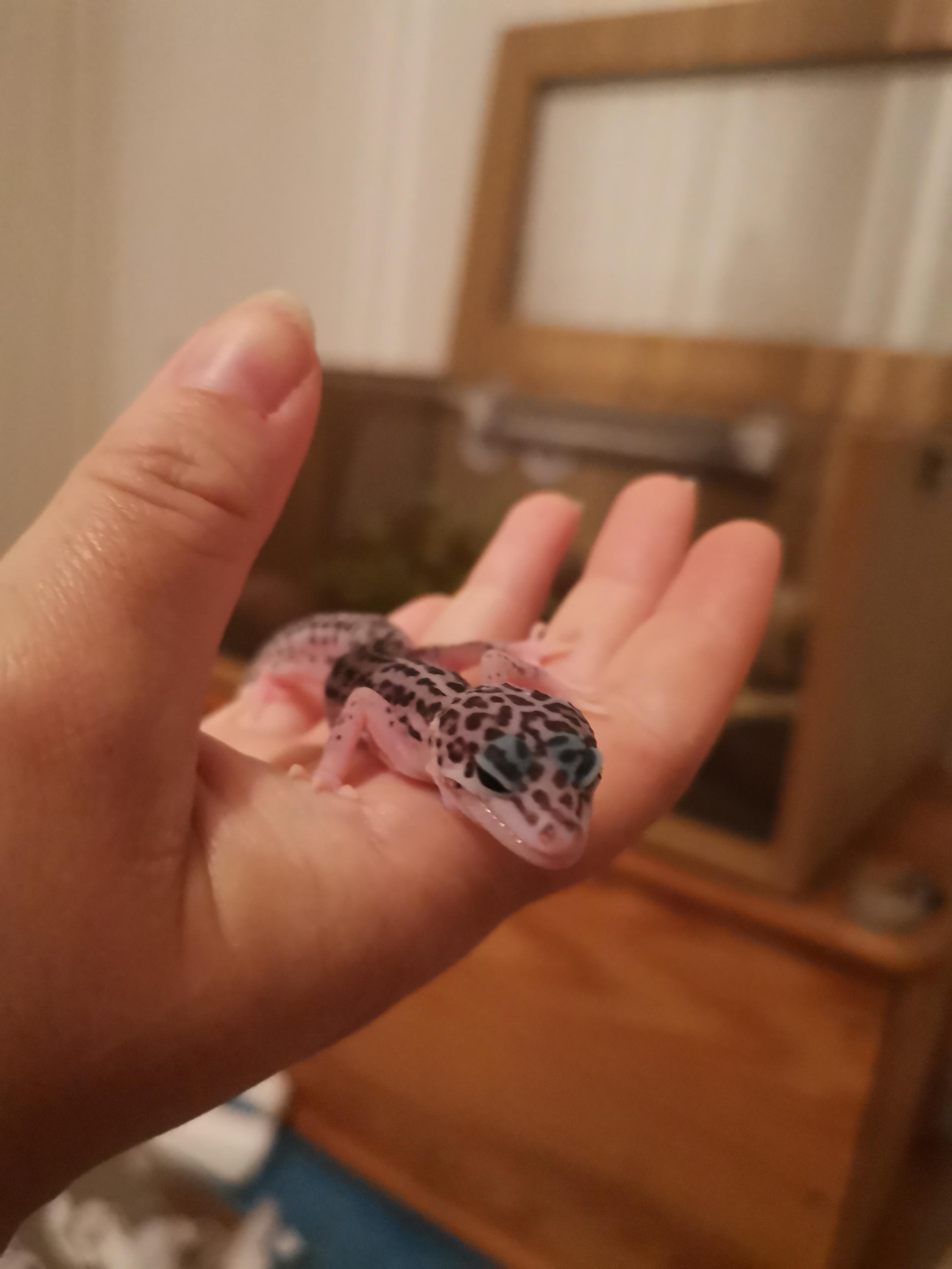 Just found this little escape artist sandwiched between our older gal's