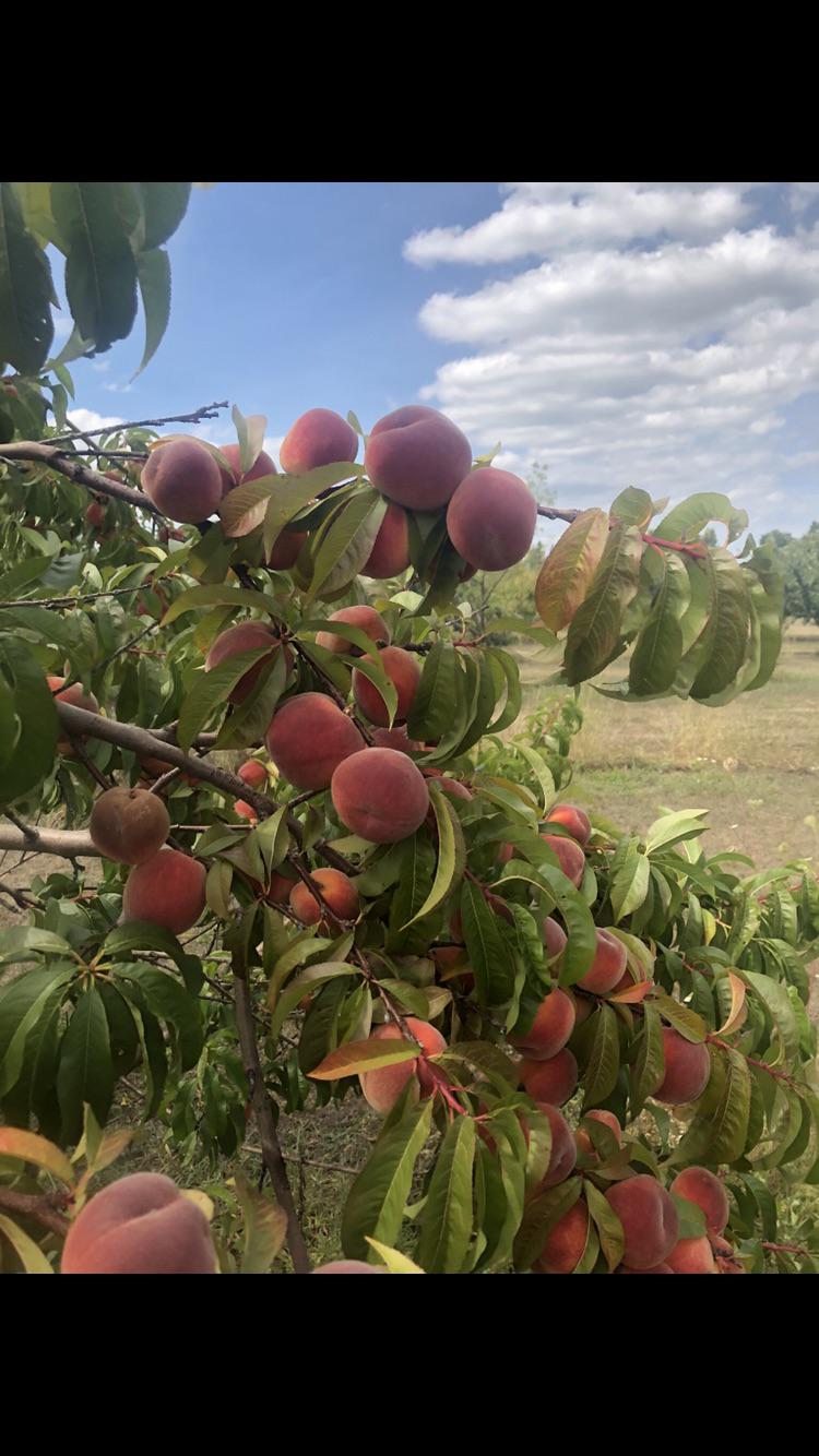 Ontario peaches! r/ontario