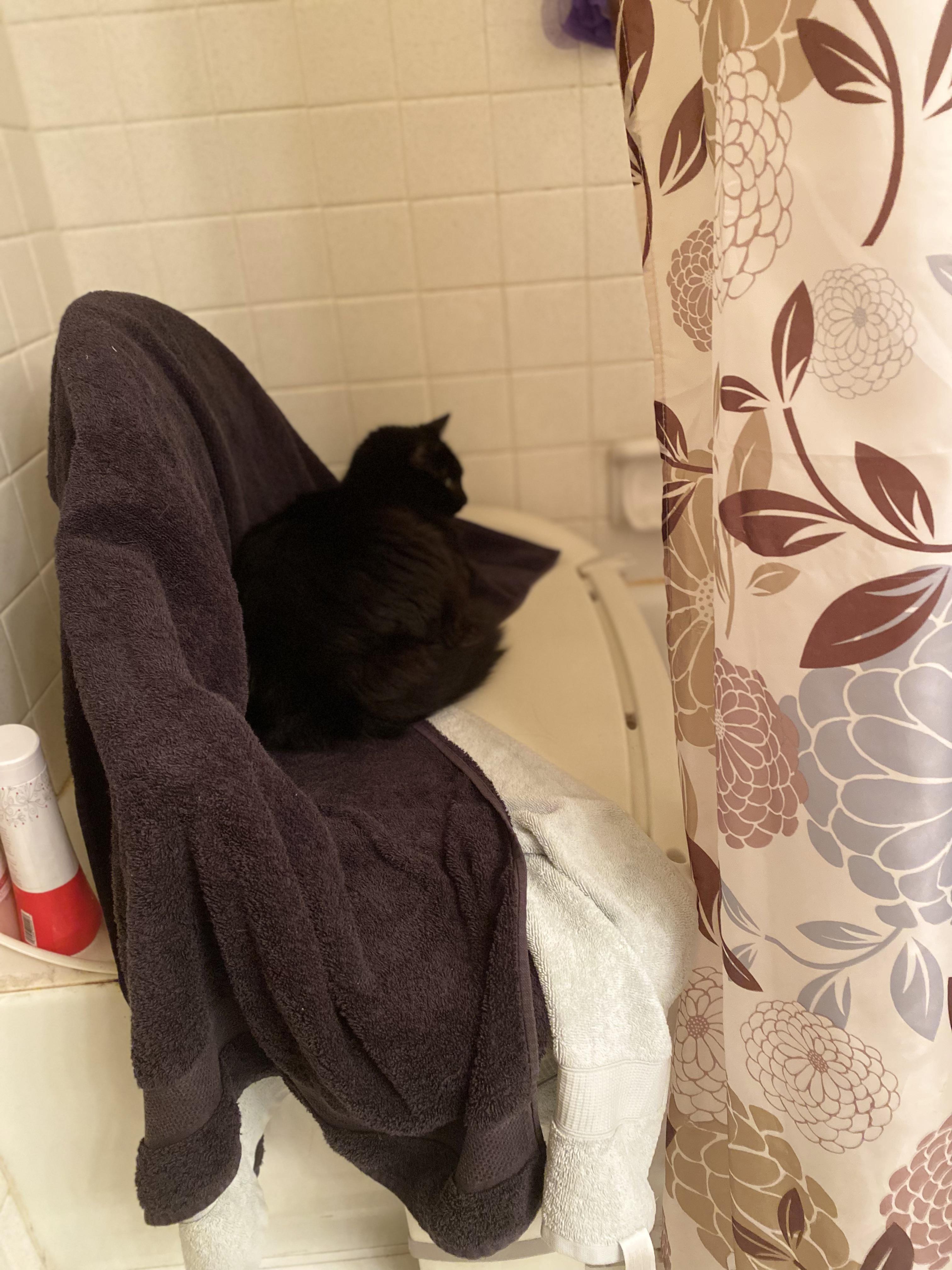 Shower cat? r/cats