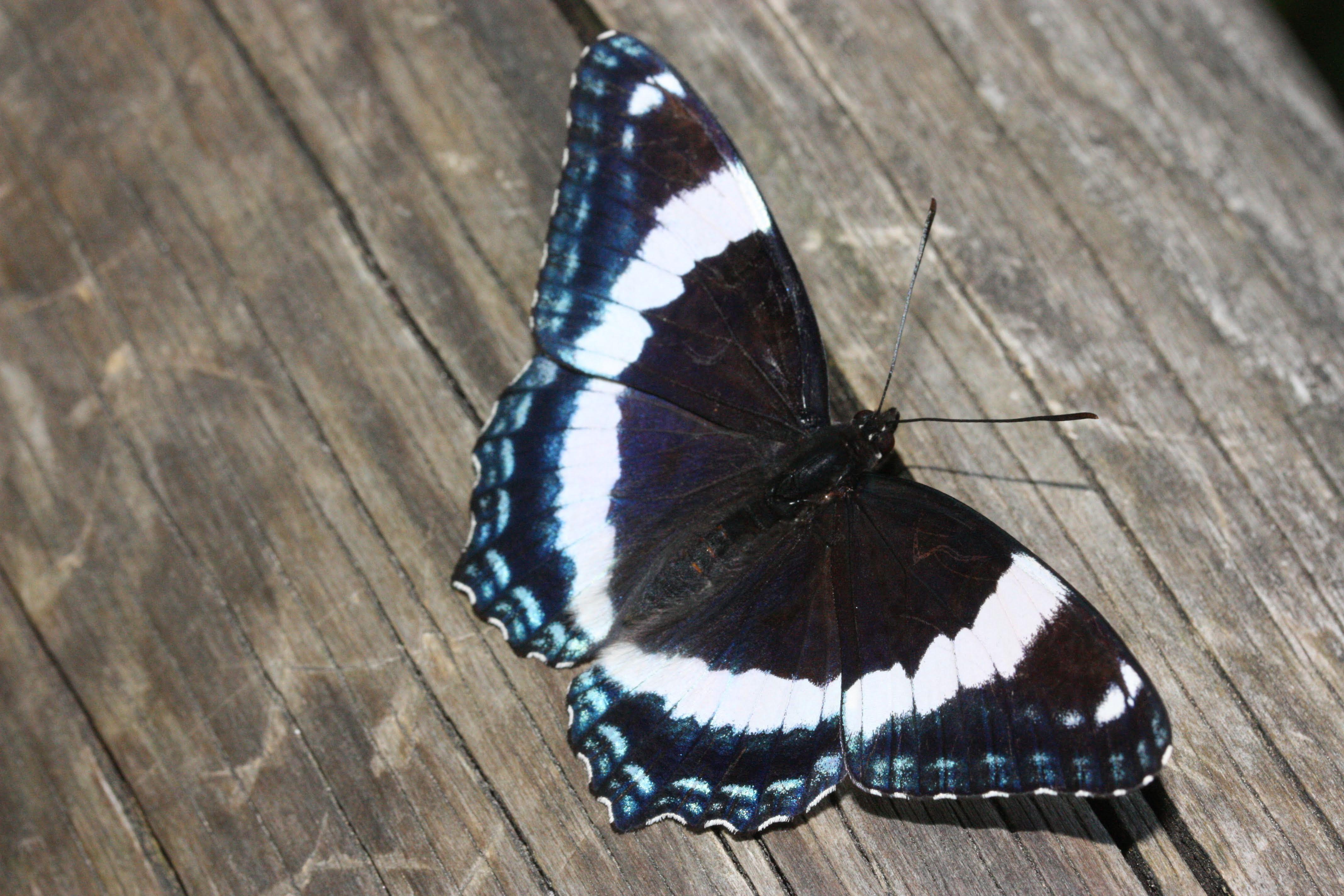 White admiral (Limenitis arthemis) in Franconia Notch State Park, New