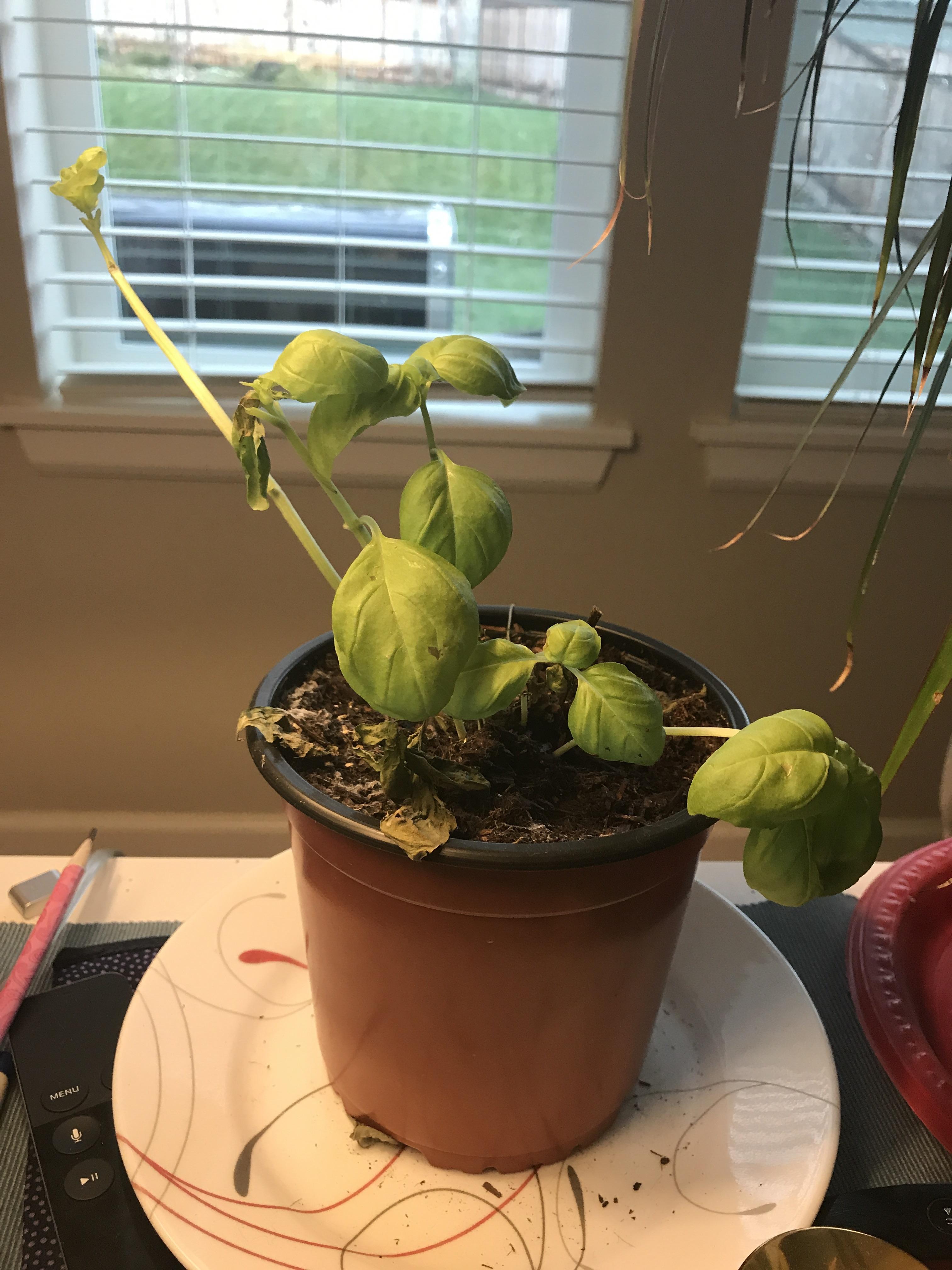 How? Can my basil be saved? r/gardening