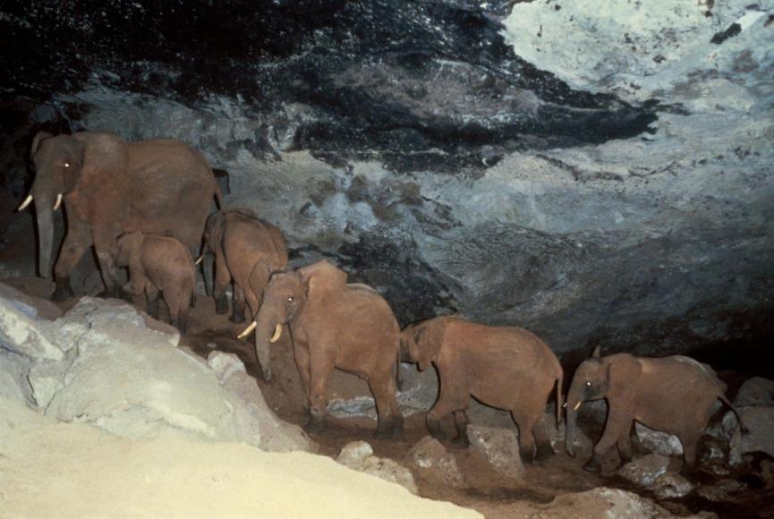 A herd of elephants, deep in Kitum Cave, Kenya, mining for salt in