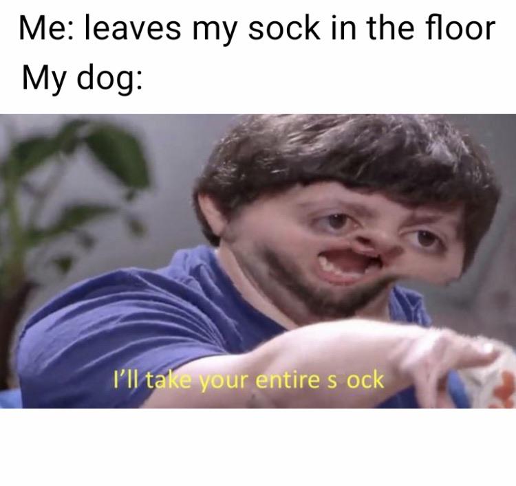 Why Do Dogs Love Socks
