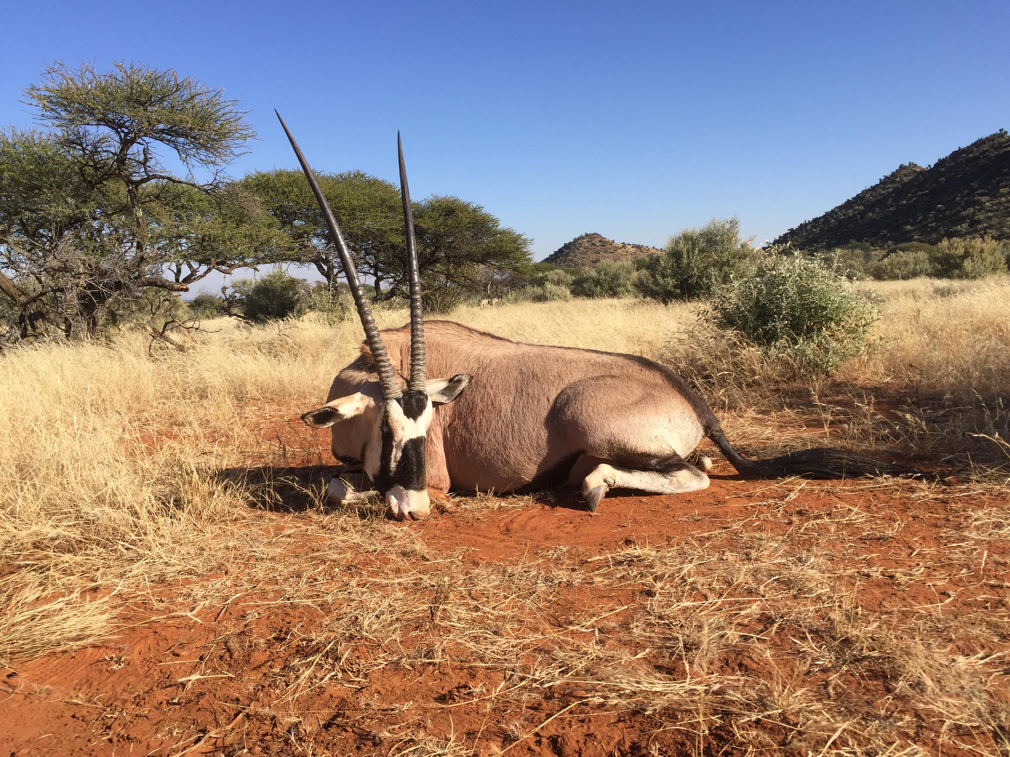 My first Oryx, a Gemsbok. r/Hunting