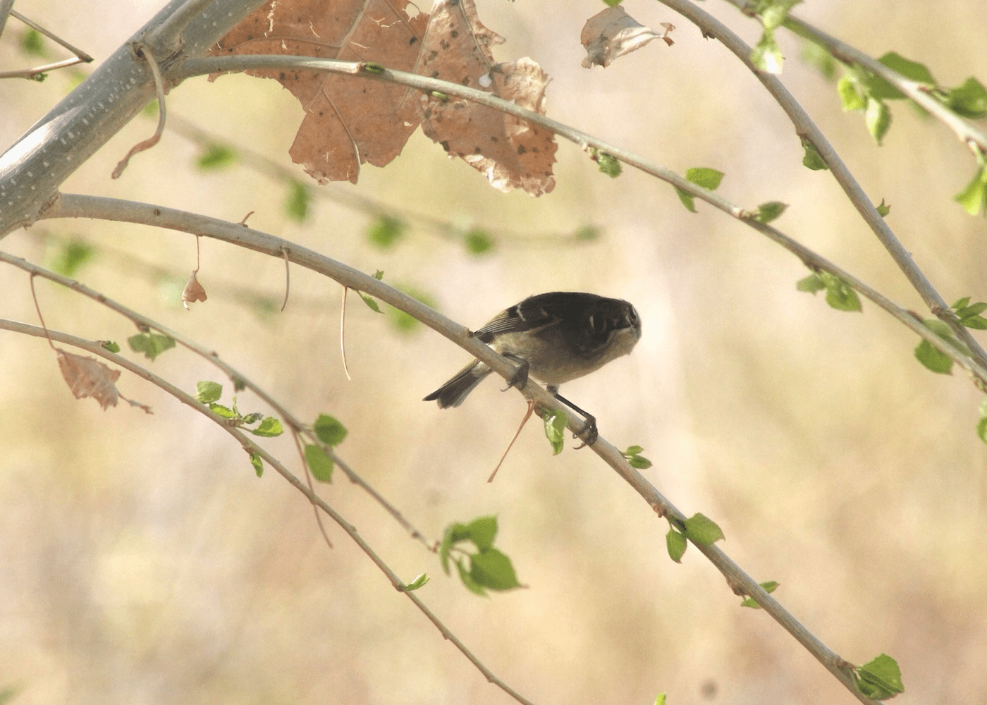 serving jobs in vegas vegaslocals