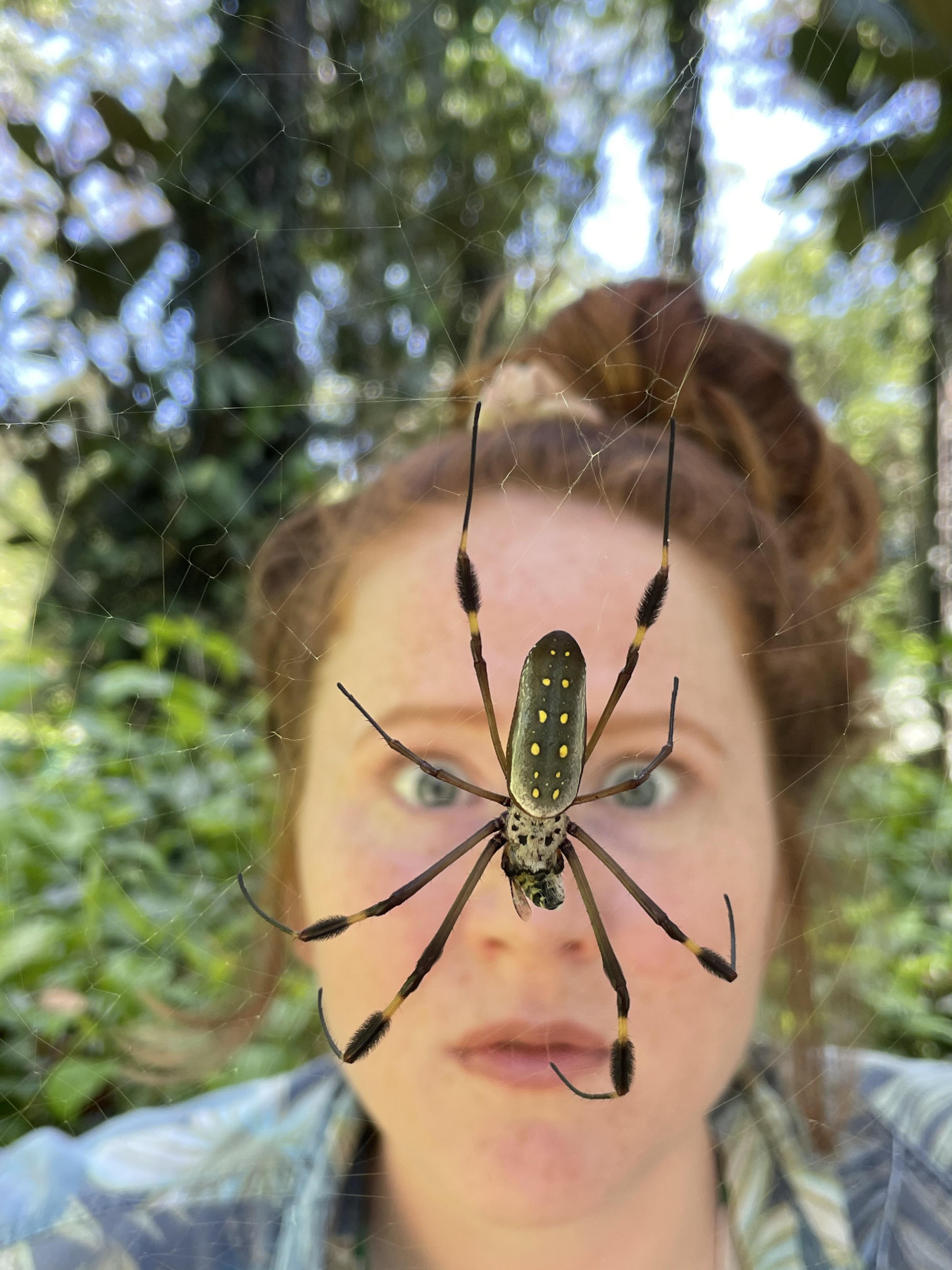 Guinness World Record Largest Spider