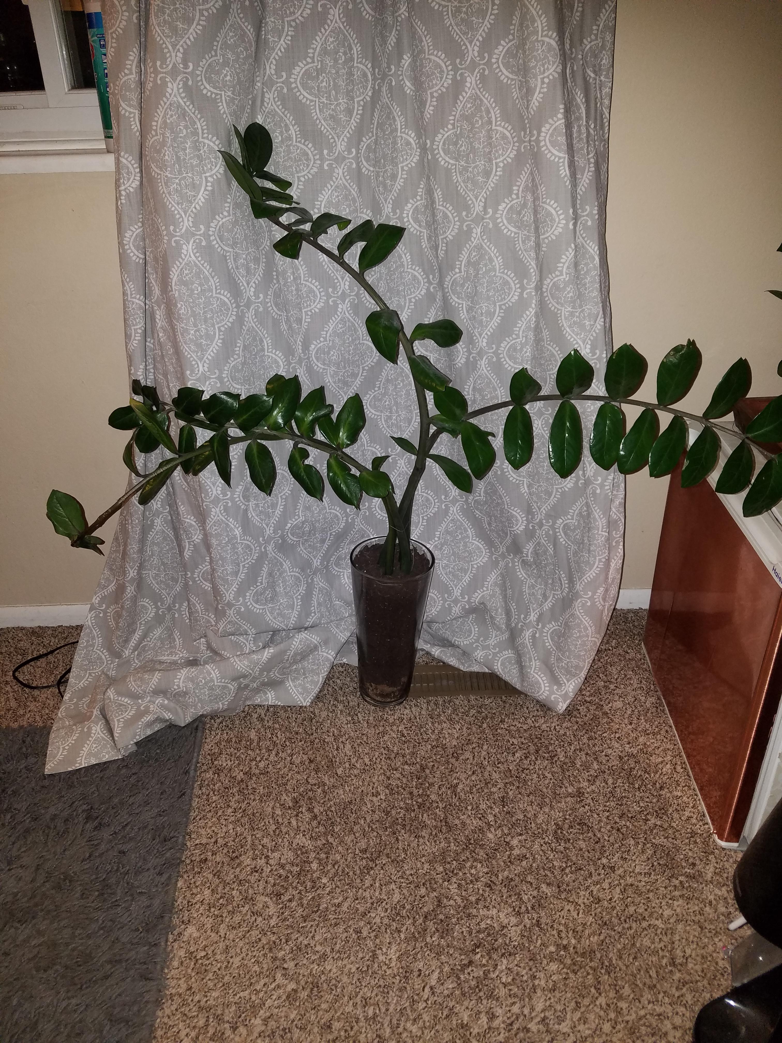 I got some free (!!!) enormous ZZ plants, and tips on how to make them