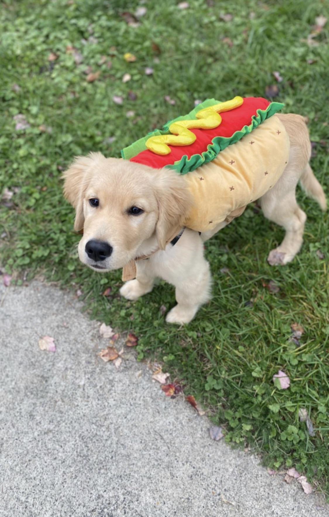 Hot Dog r/goldenretrievers