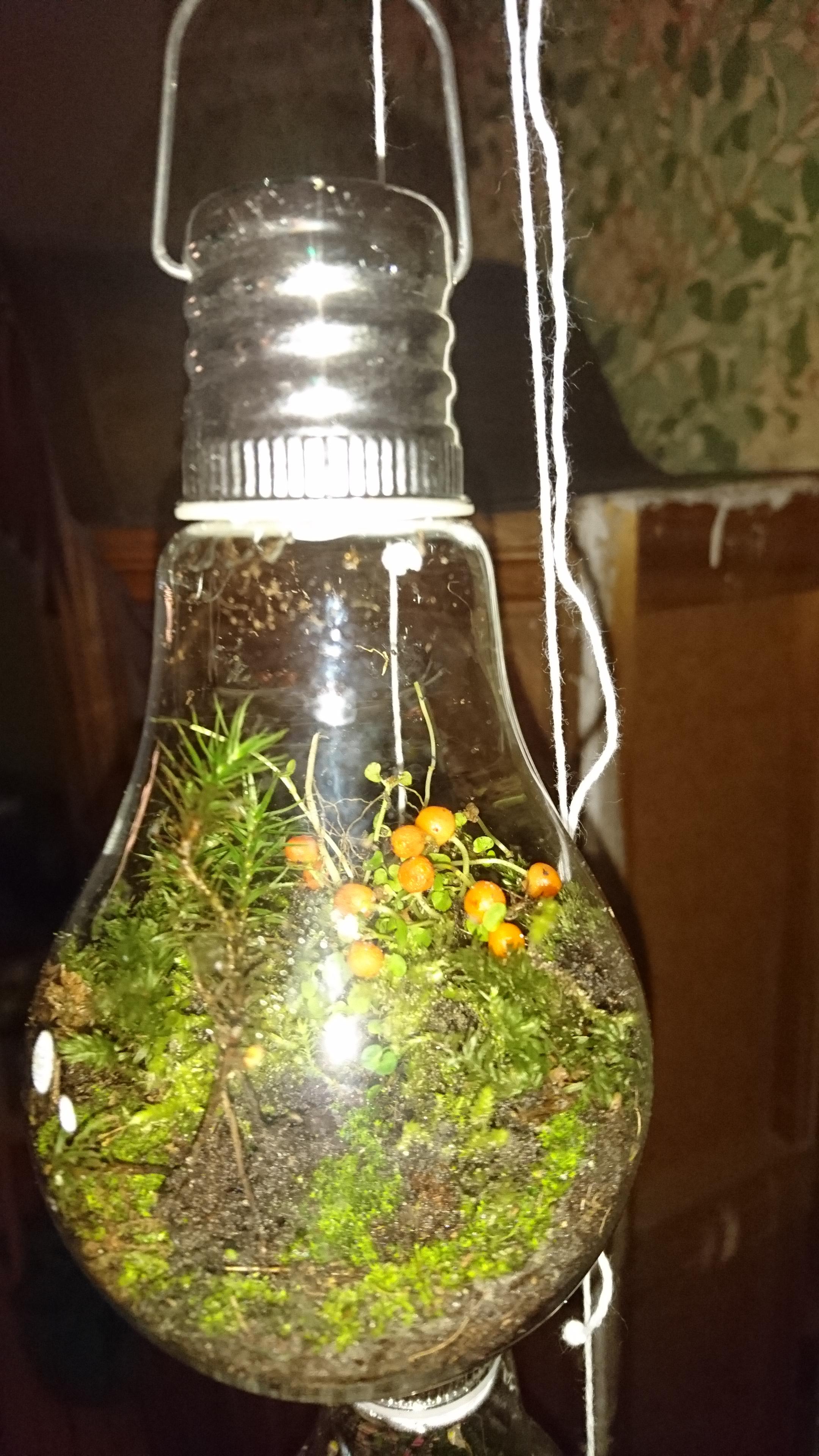 My first mini light bulb terrarium r/terrariums