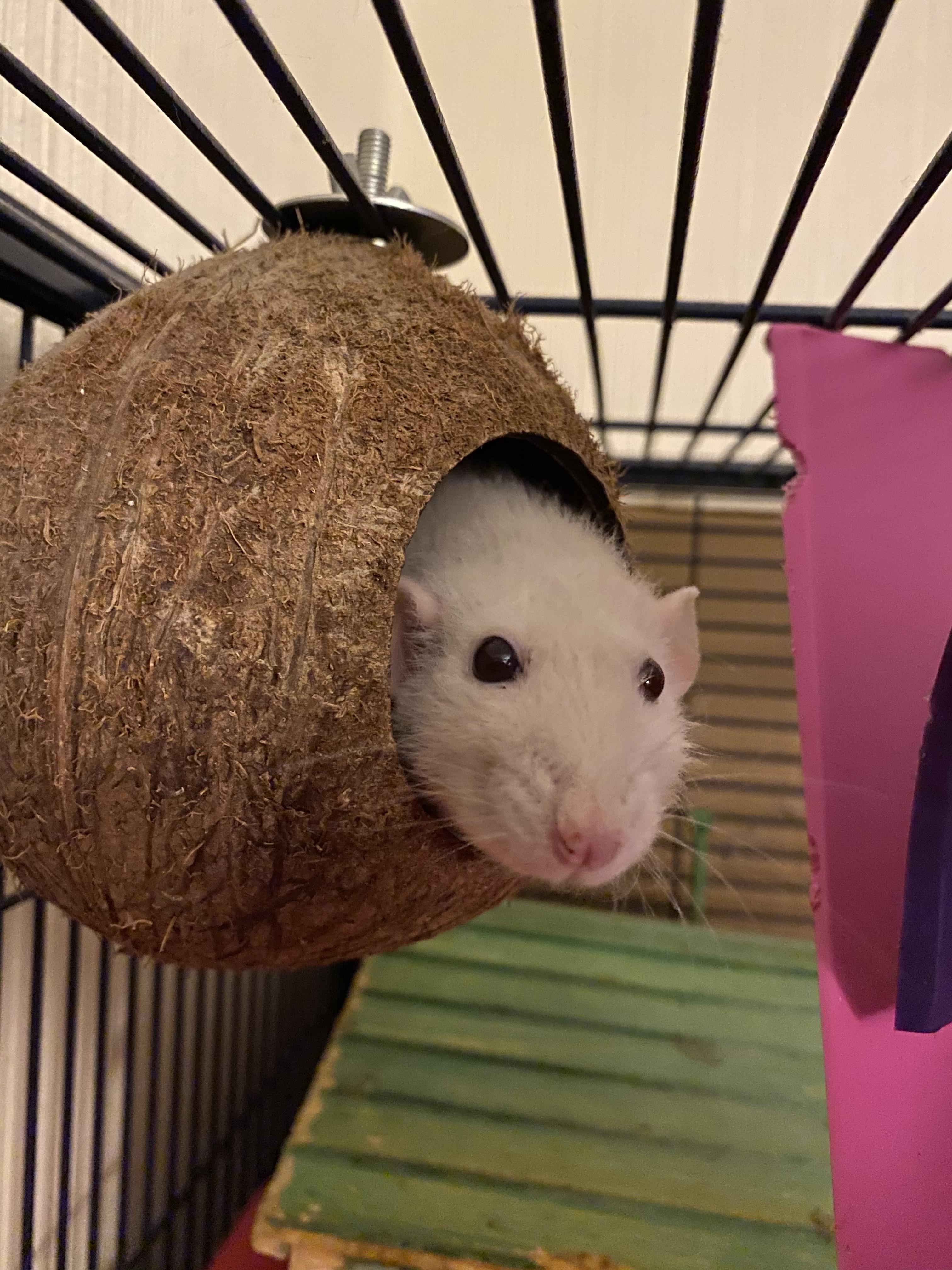 Ghost looked super cute in the little coconut, went to take her photo and this is how she looked
