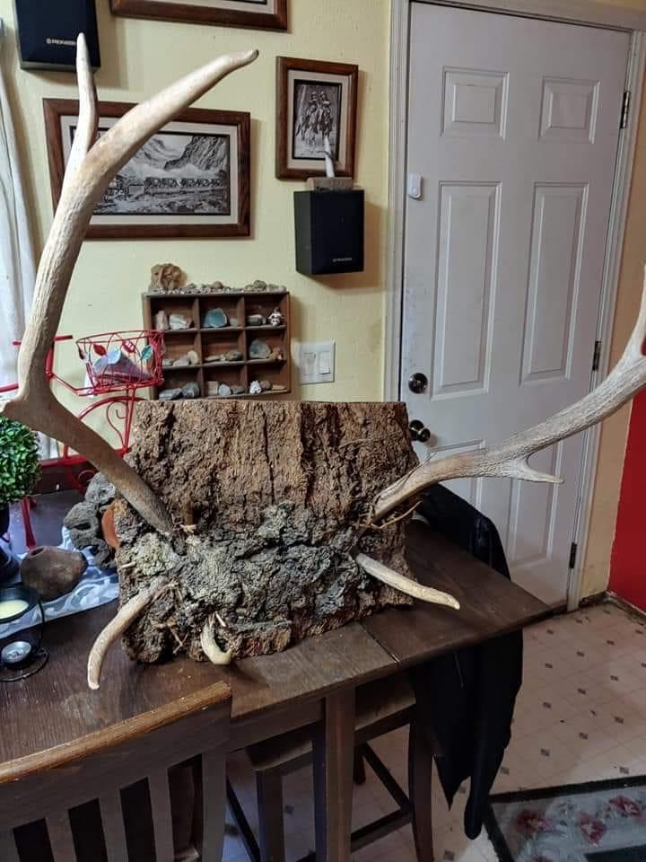 A set of elk horns some one hung in a tree about 50 years ago r