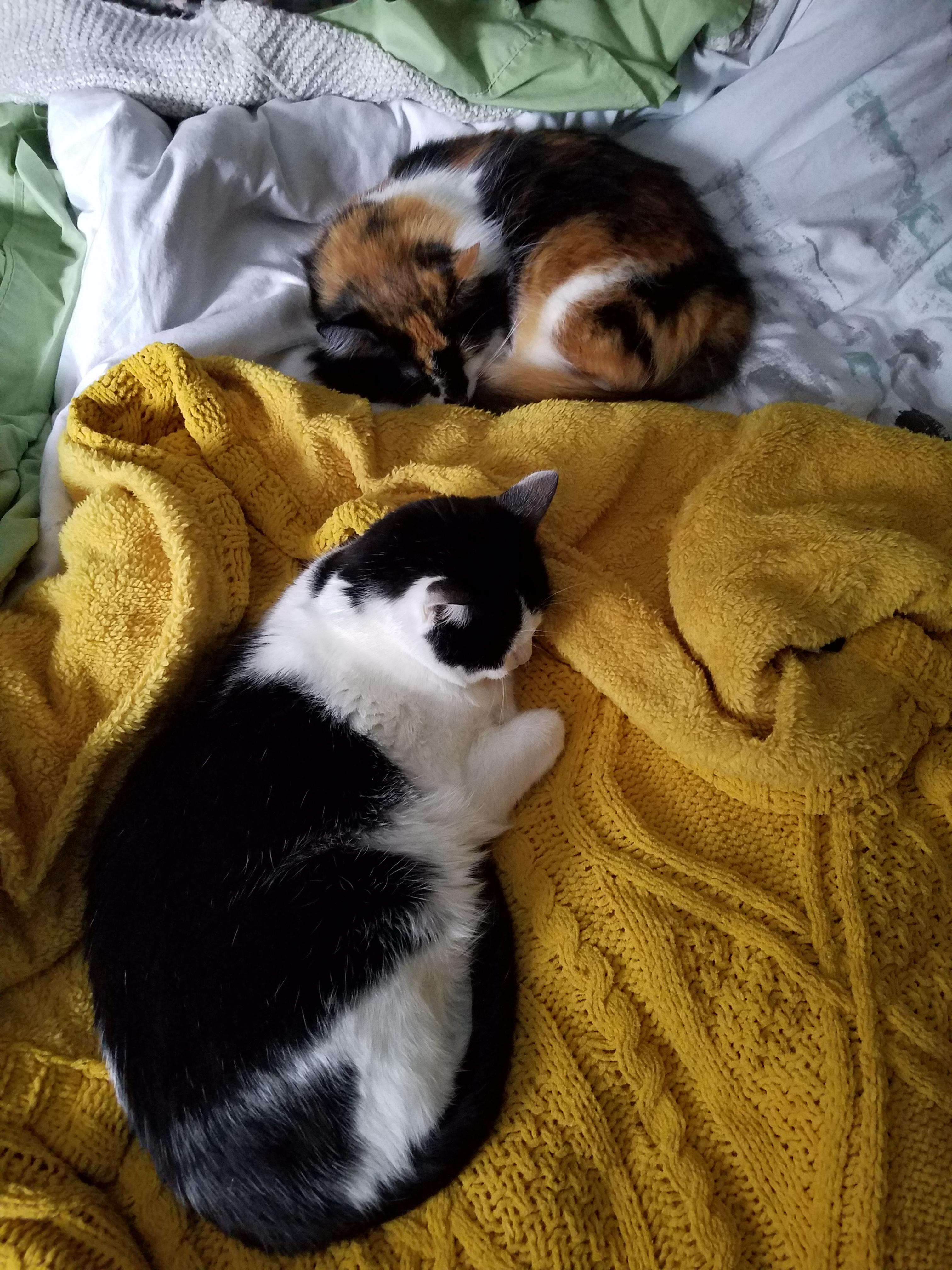 Managed to catch a rare shot of two of my loves sharing a bed. They