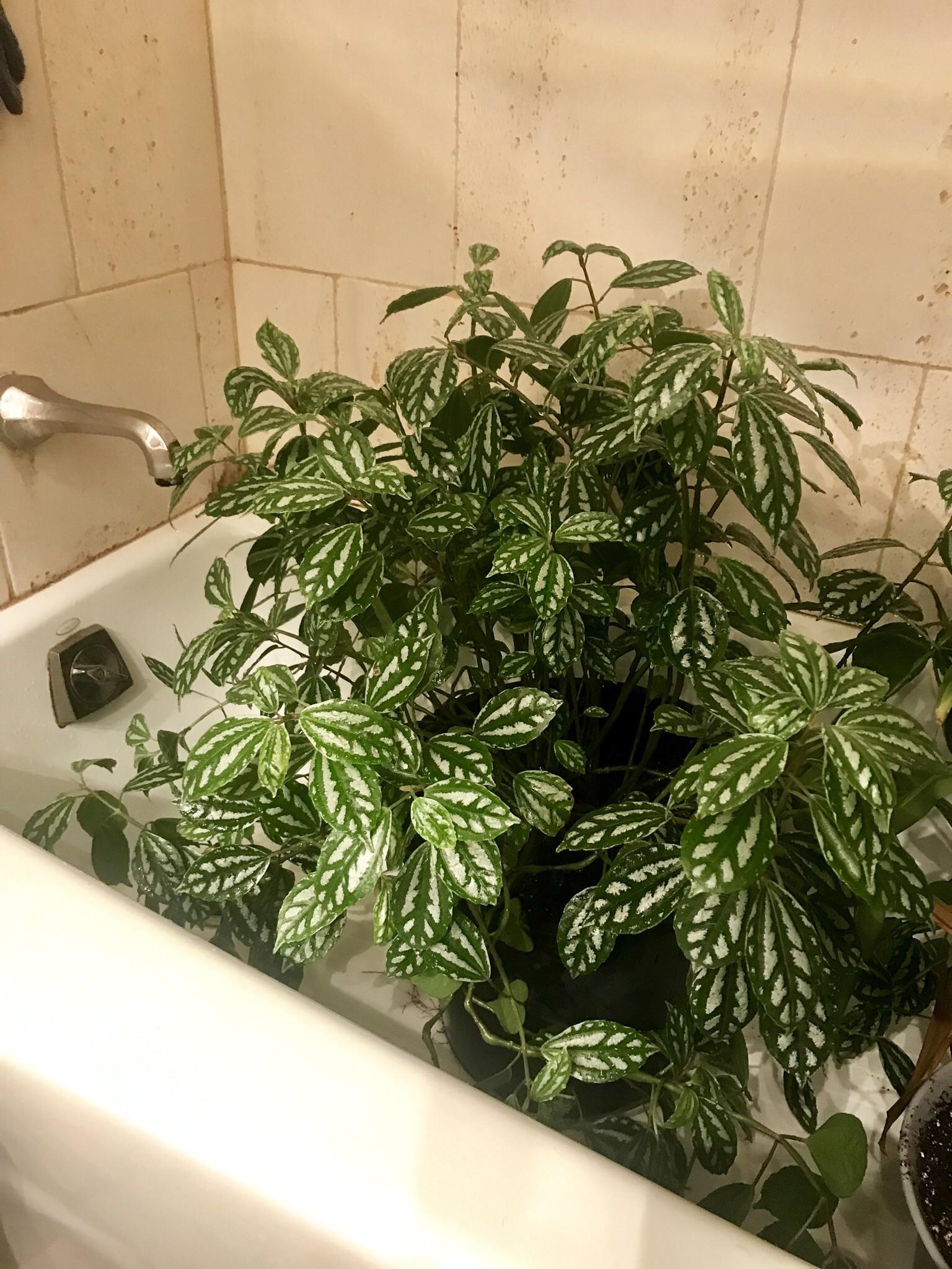 Came into the possession of big beautiful aluminum plant (?). Any tips