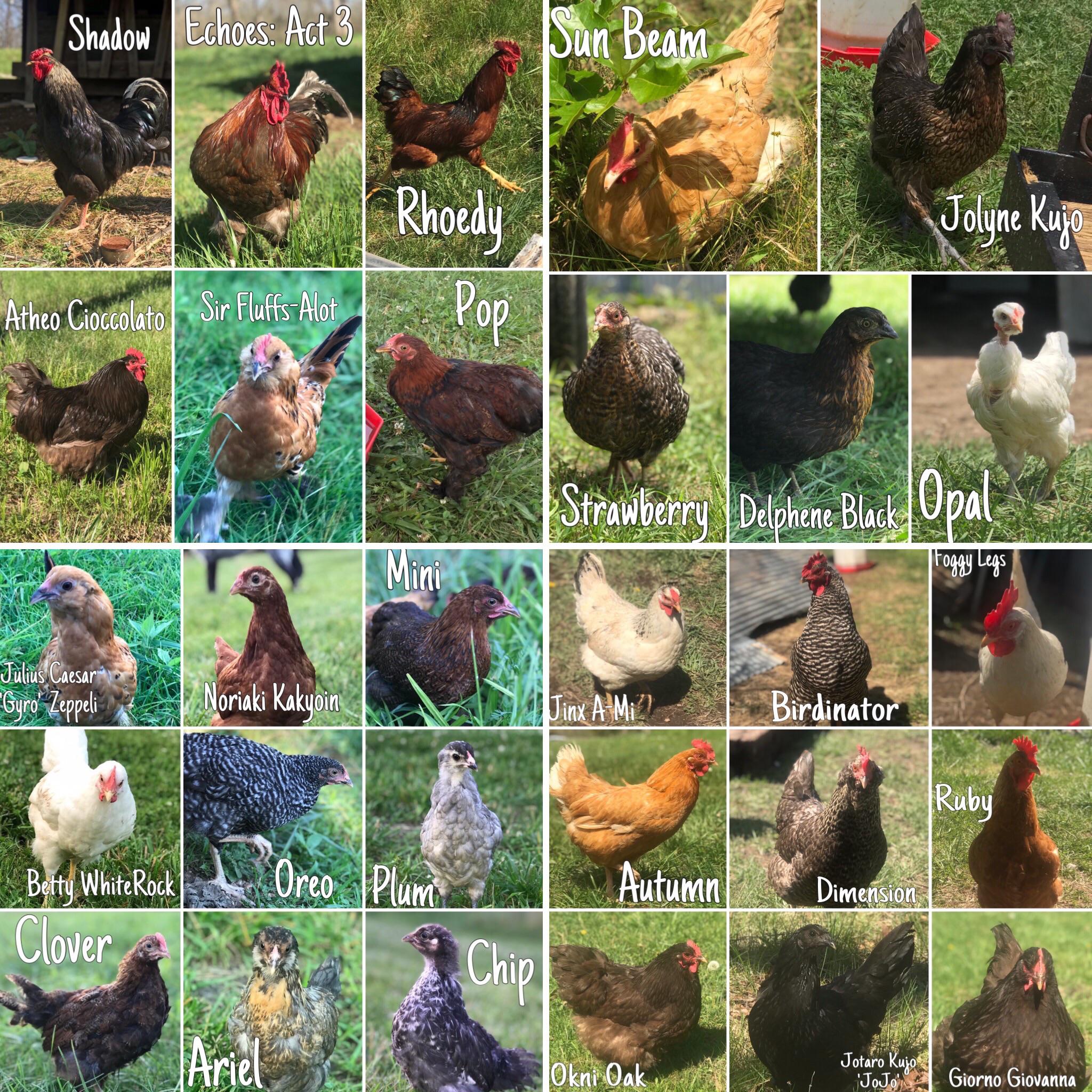 Rooster Breeds Names