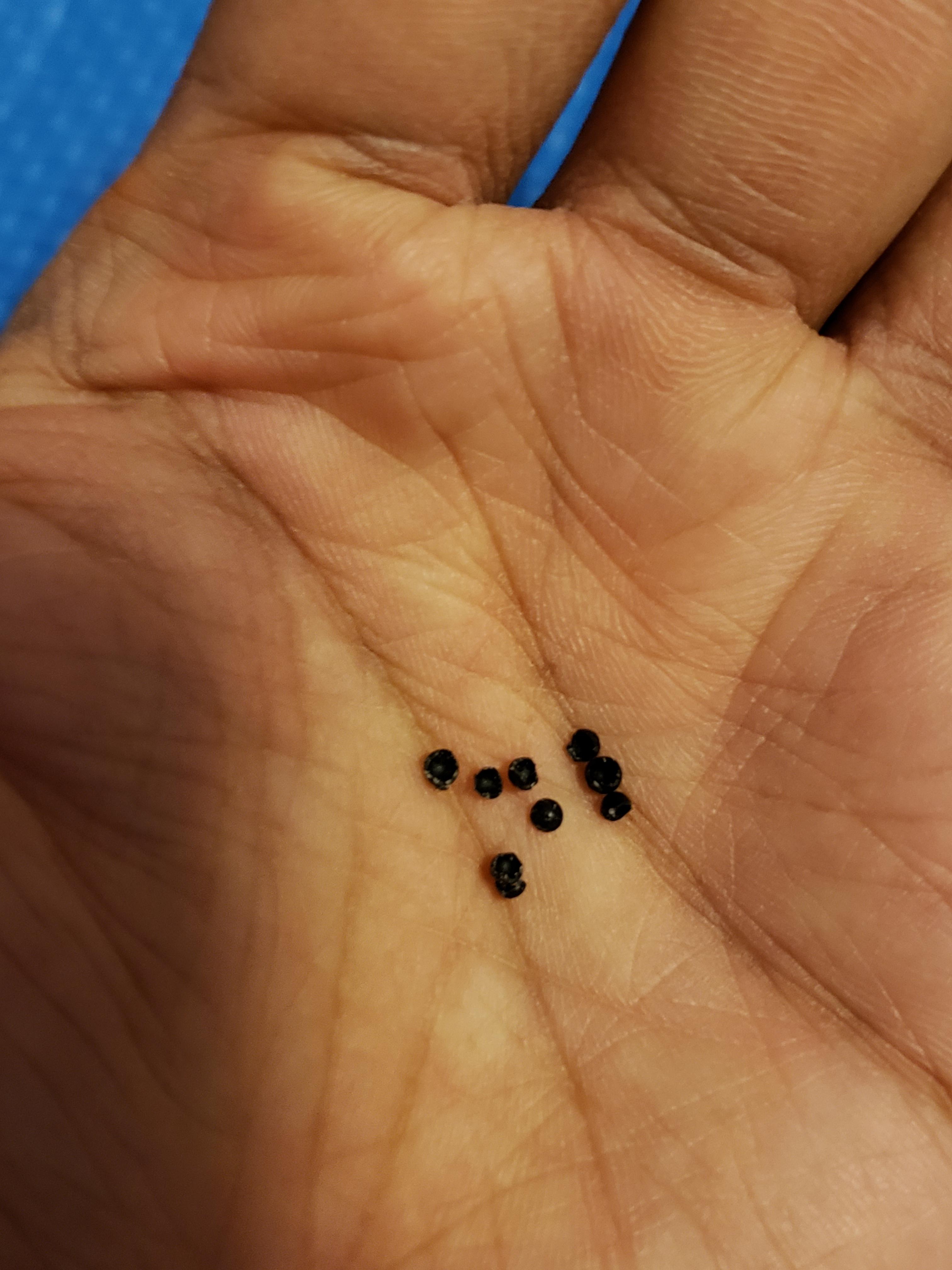 Small black shiny cracked seeds on floor? Hard, almost plasticlike
