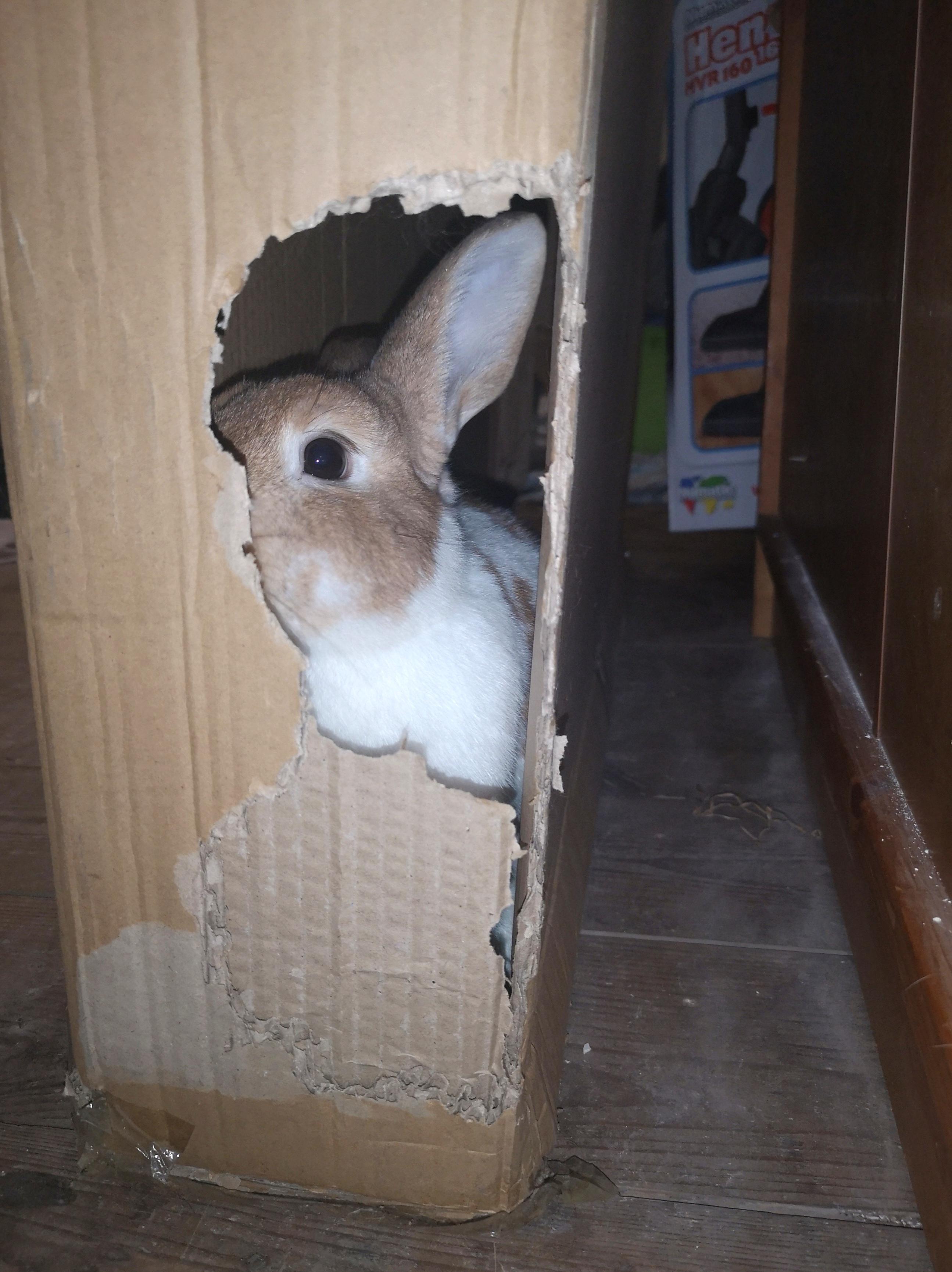 Hello. I found this strange creature in my loft. What do I do? r