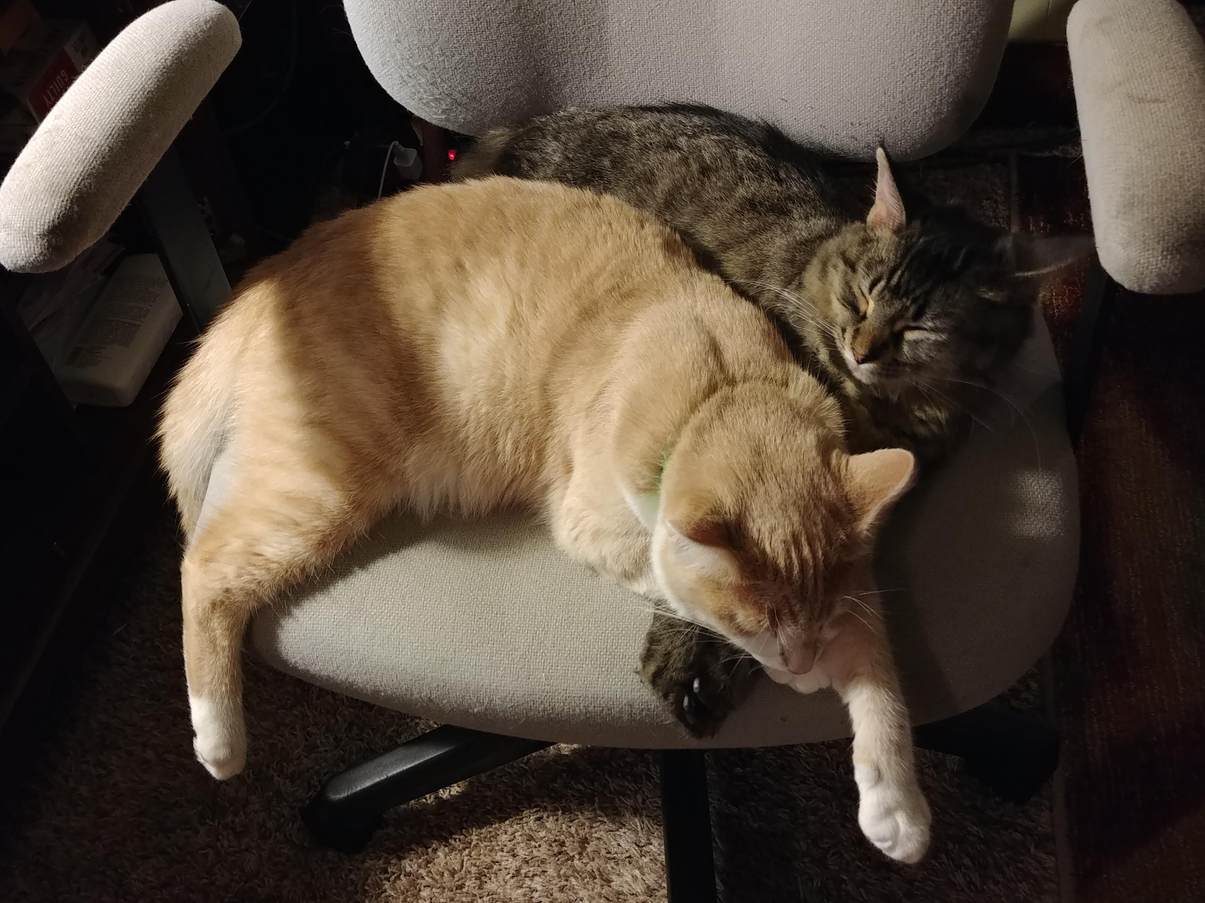 My cats love cuddling r/Eyebleach