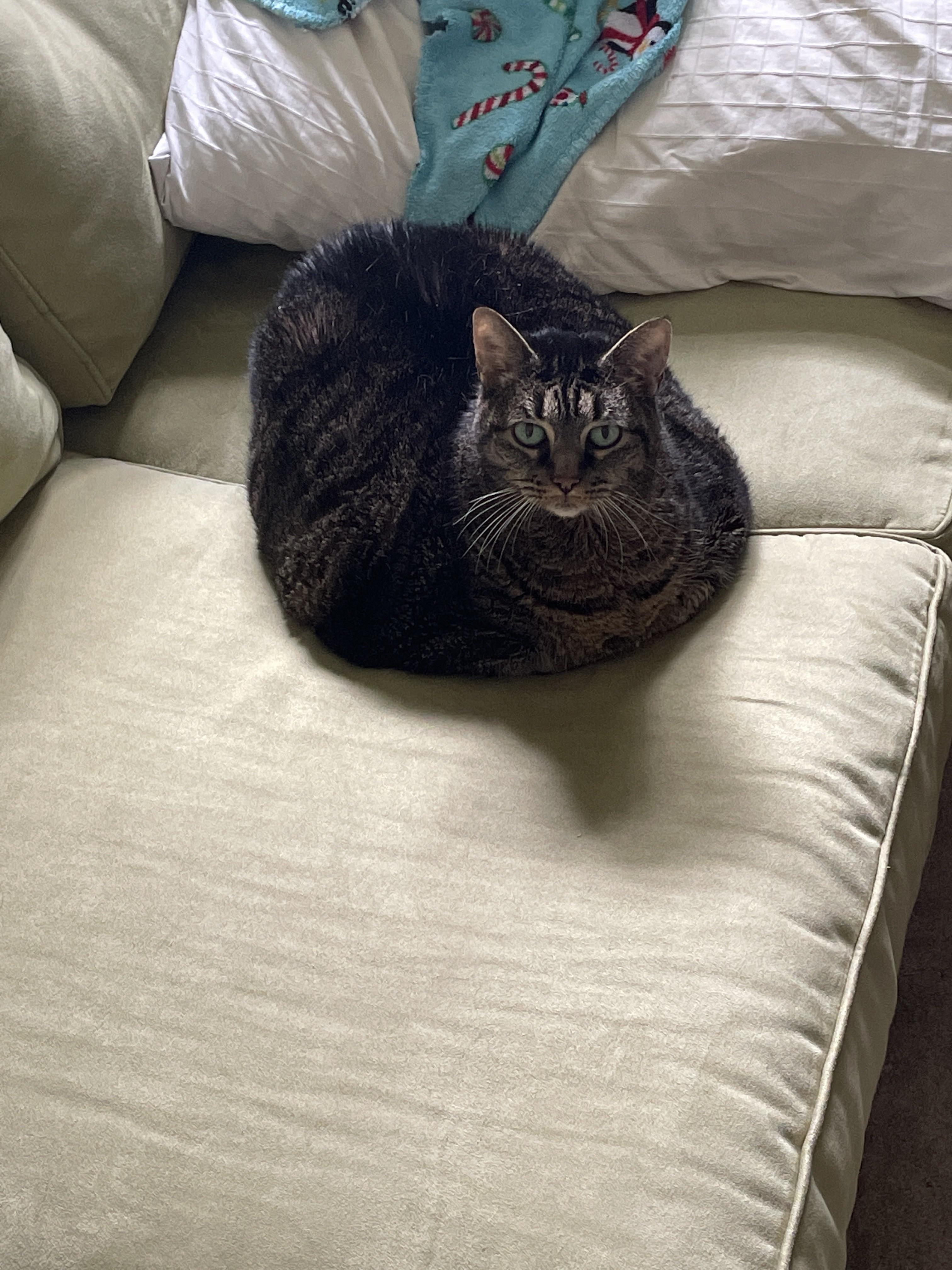 Loaf Protector of the Sofa r/Catloaf
