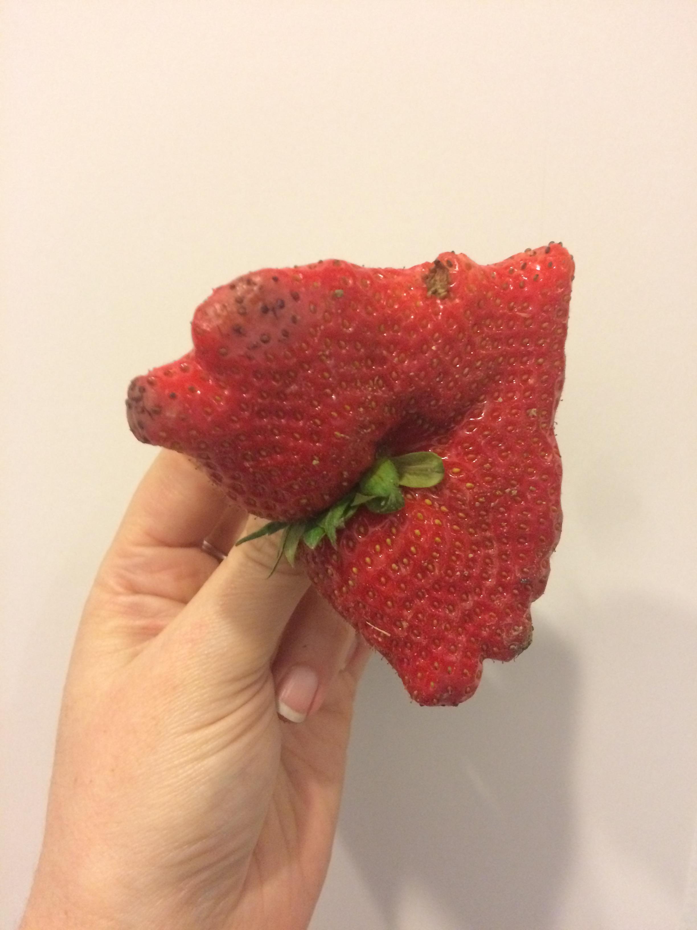 Mutant Strawberry King r/mildlyinteresting