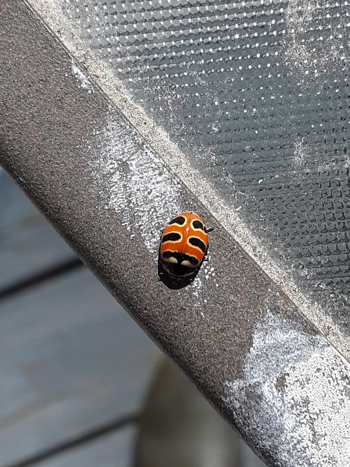 It seemed very characteristic of a ladybug with the exception of the