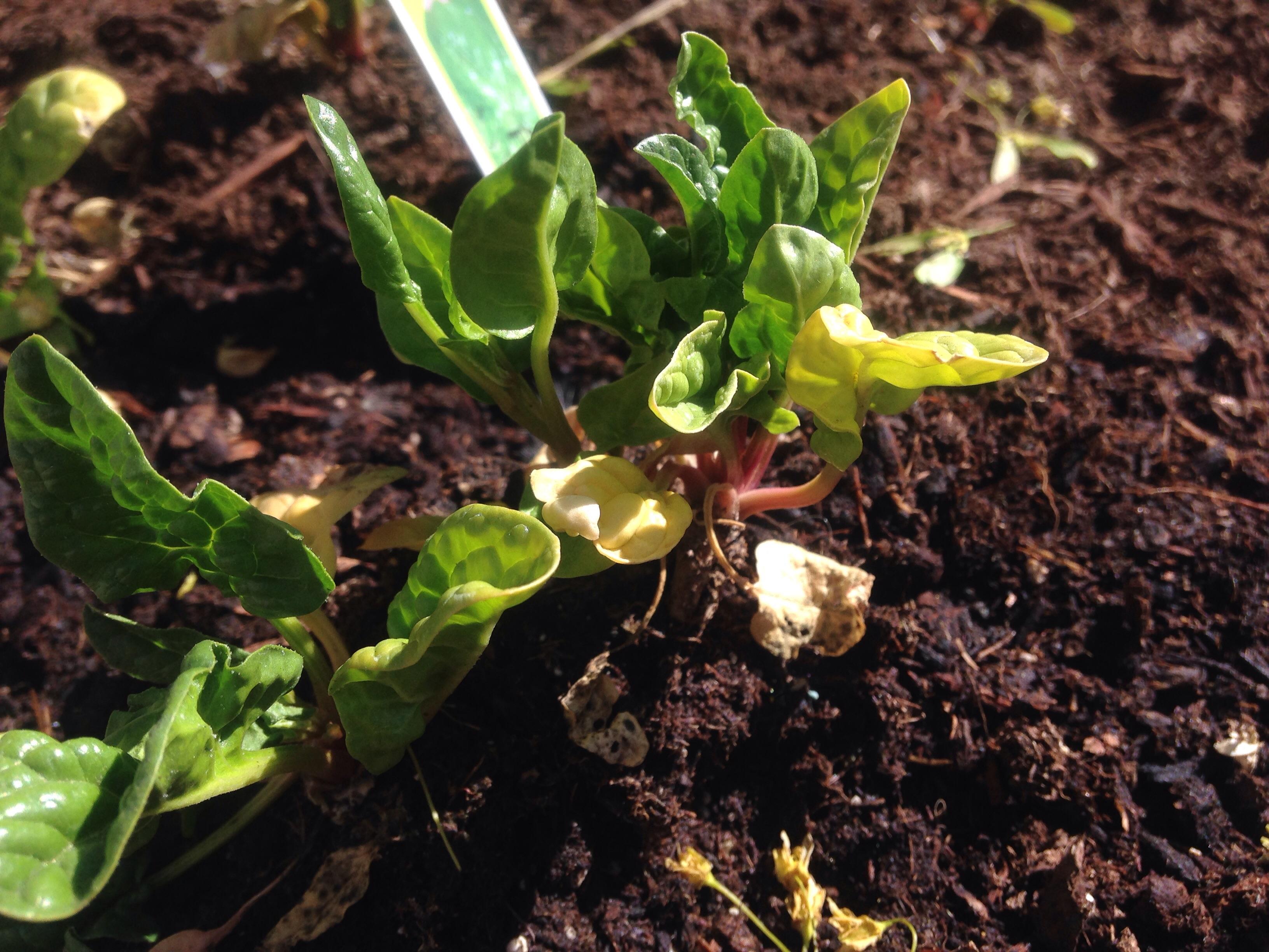Help with my spinach. My spinach has been wilting and not doing so well