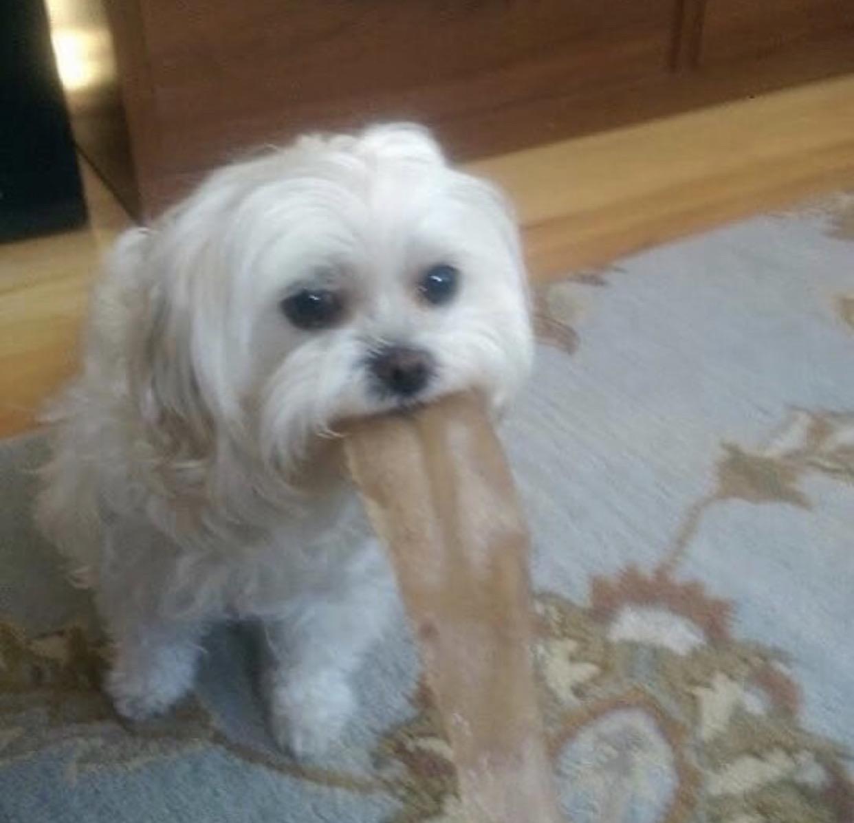 *Casually Vomits* r/memes