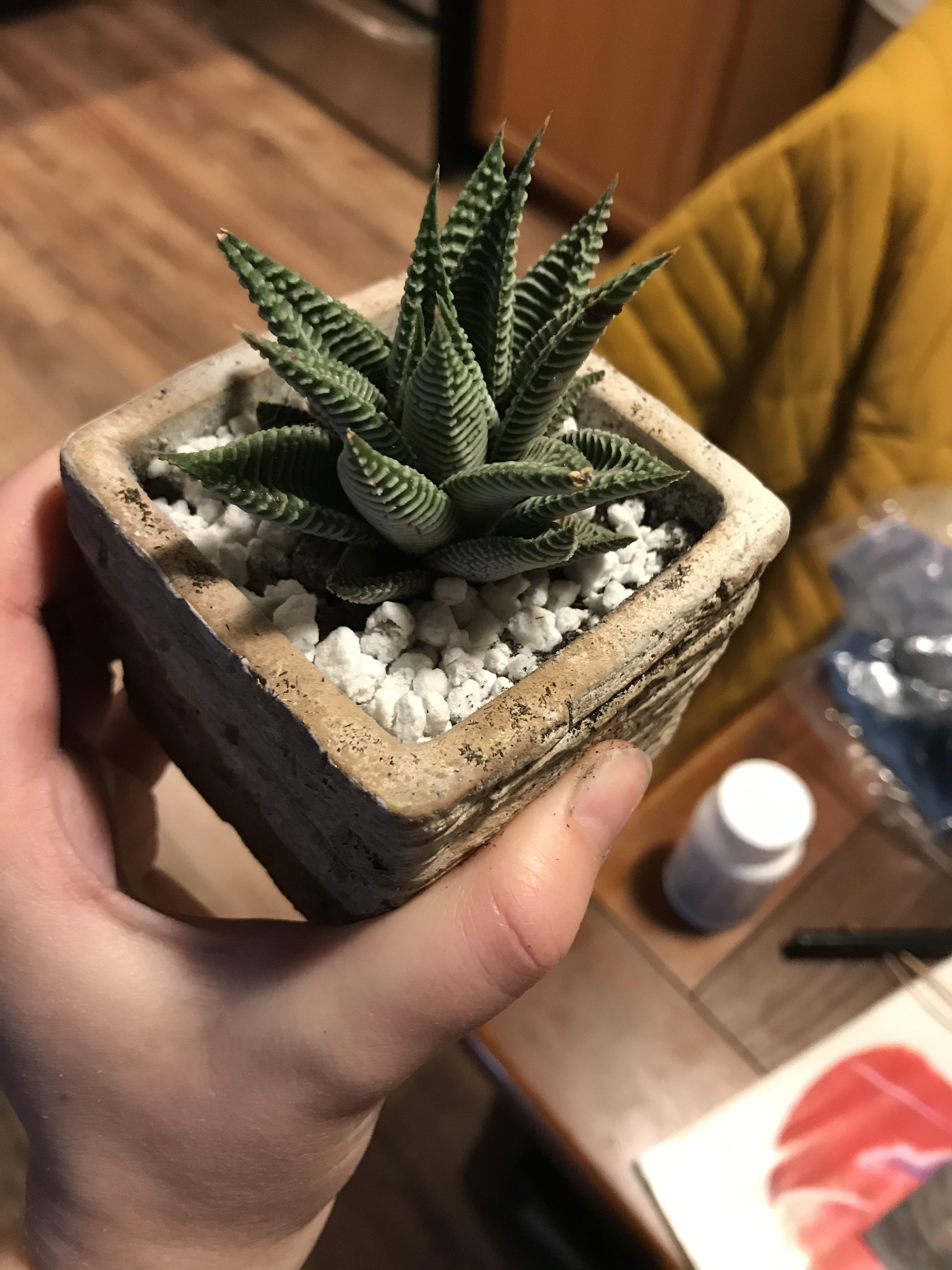 Just realized that this guy at my parents??? is real!! Got the roots all