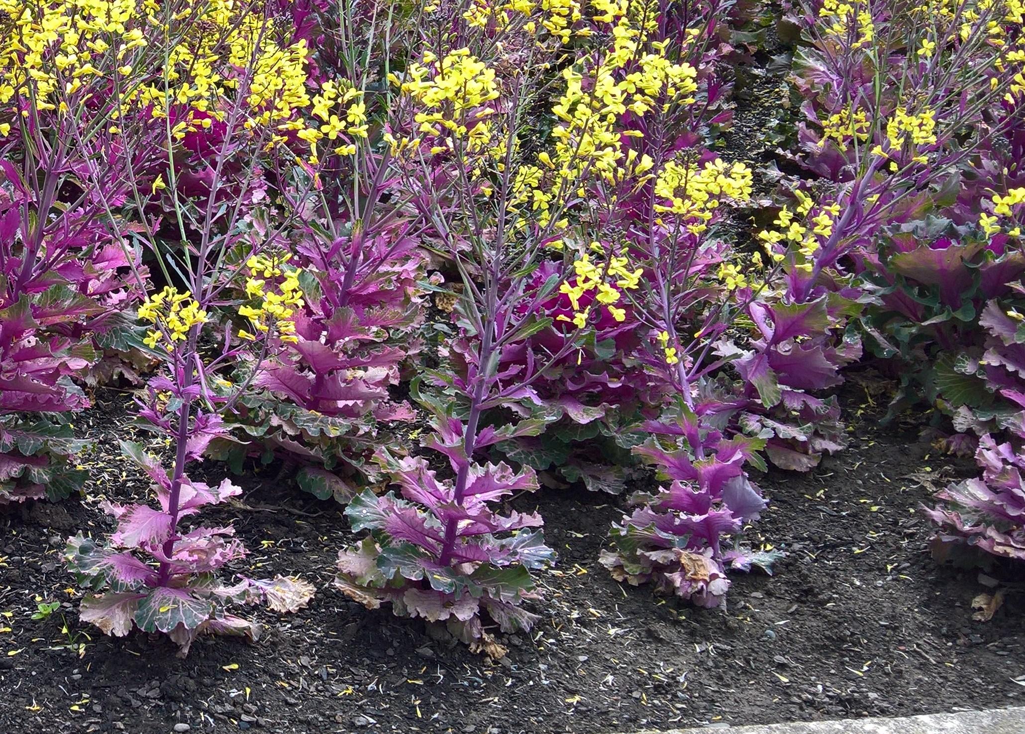 [Napier, New Zealand] [Outdoor, Landscaped park] Green+purple leaves with yellow flowers on