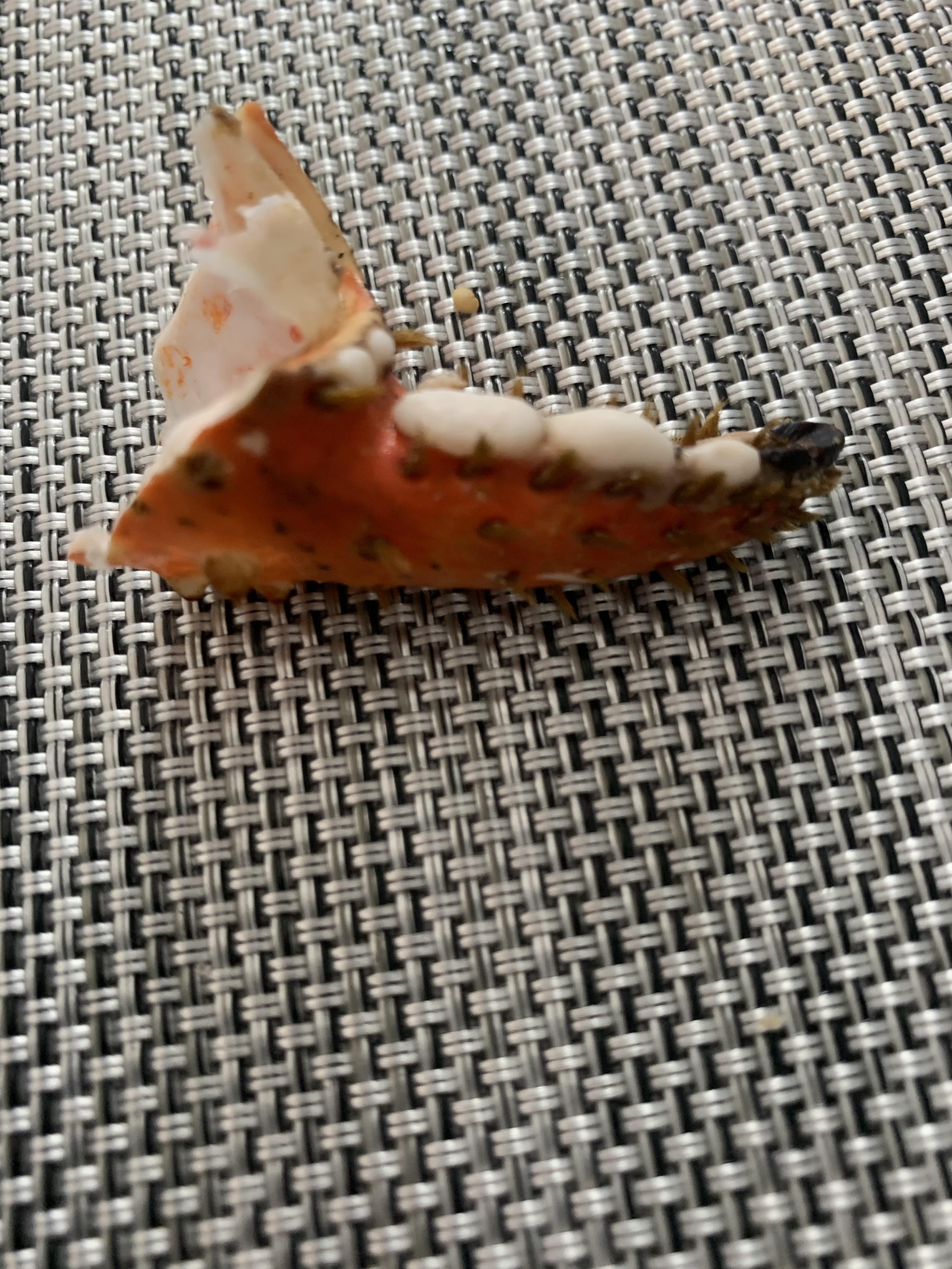 Woah! King crab have teeth on their claws. Who knew r/mildlyinteresting