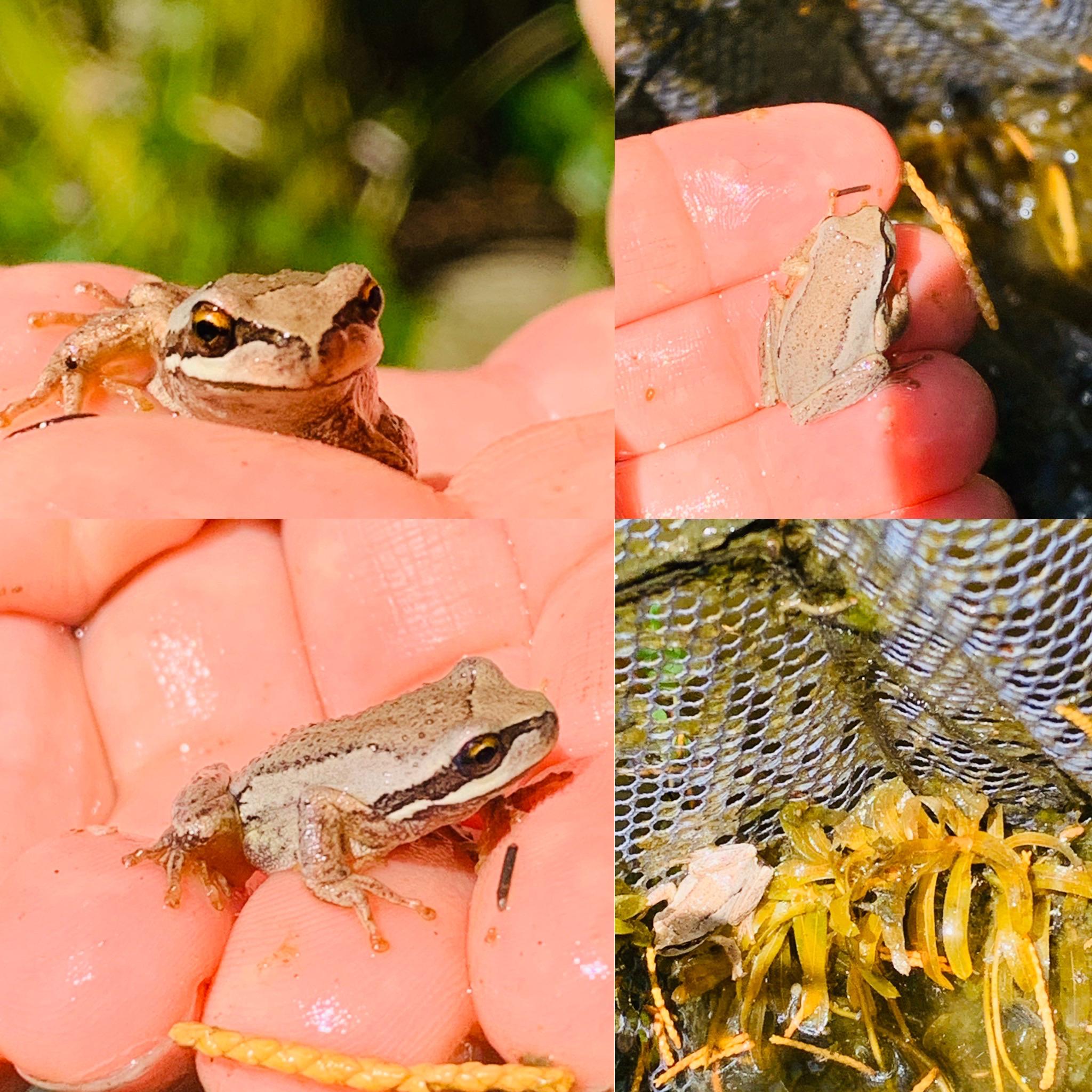 Cute critter from our pond in NZ I believe it’s and Australian whistling tree frog endemic to NZ