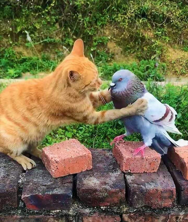 Cat consoling pigeon r/MemeTemplatesOfficial