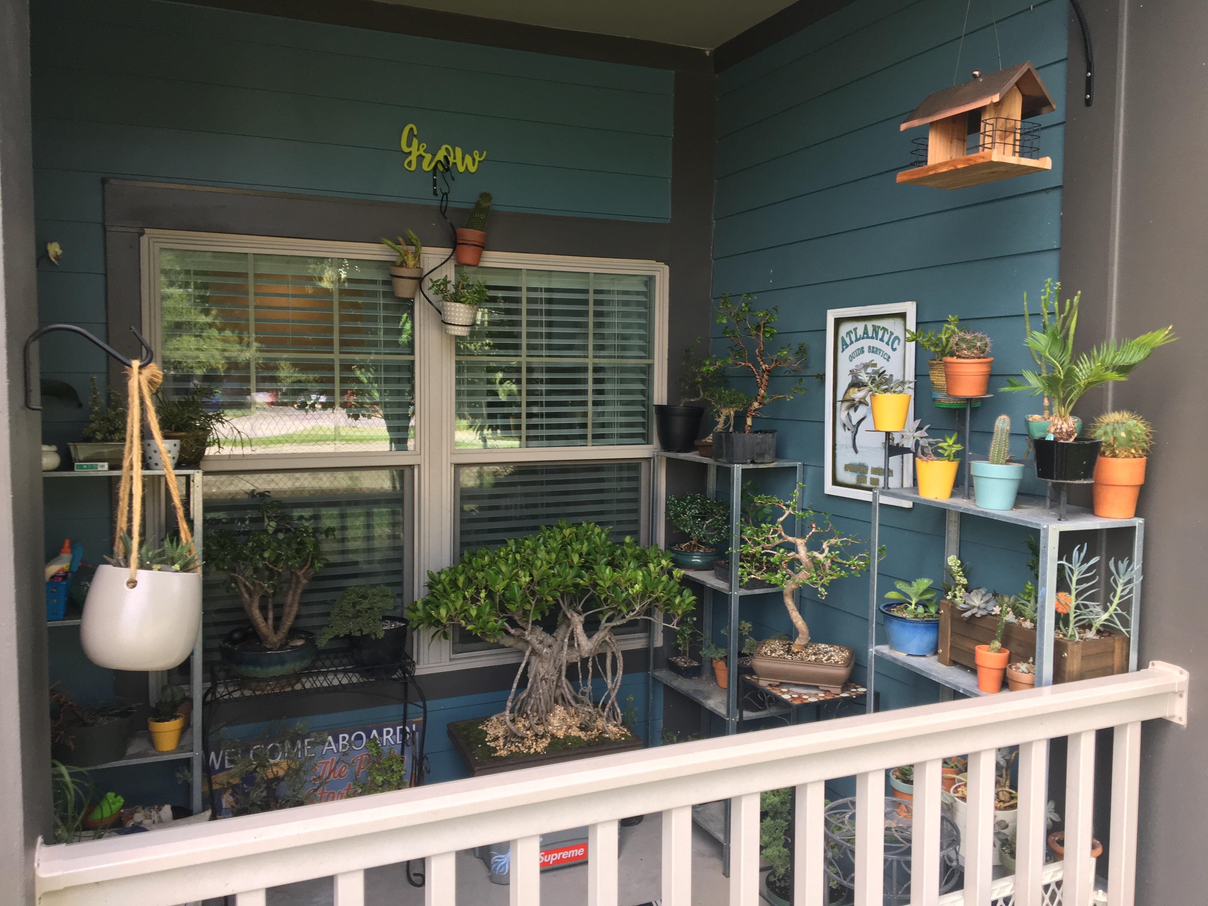 Apartment living! r/Bonsai