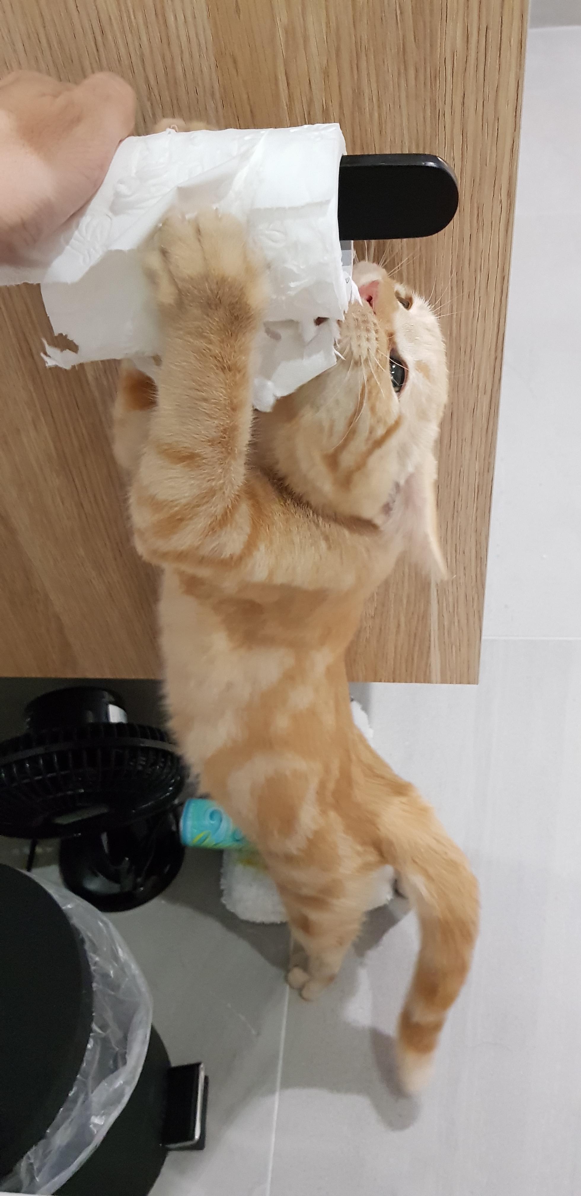 Joke's on you, cat. I've always wanted to use confetti crumbs to wipe