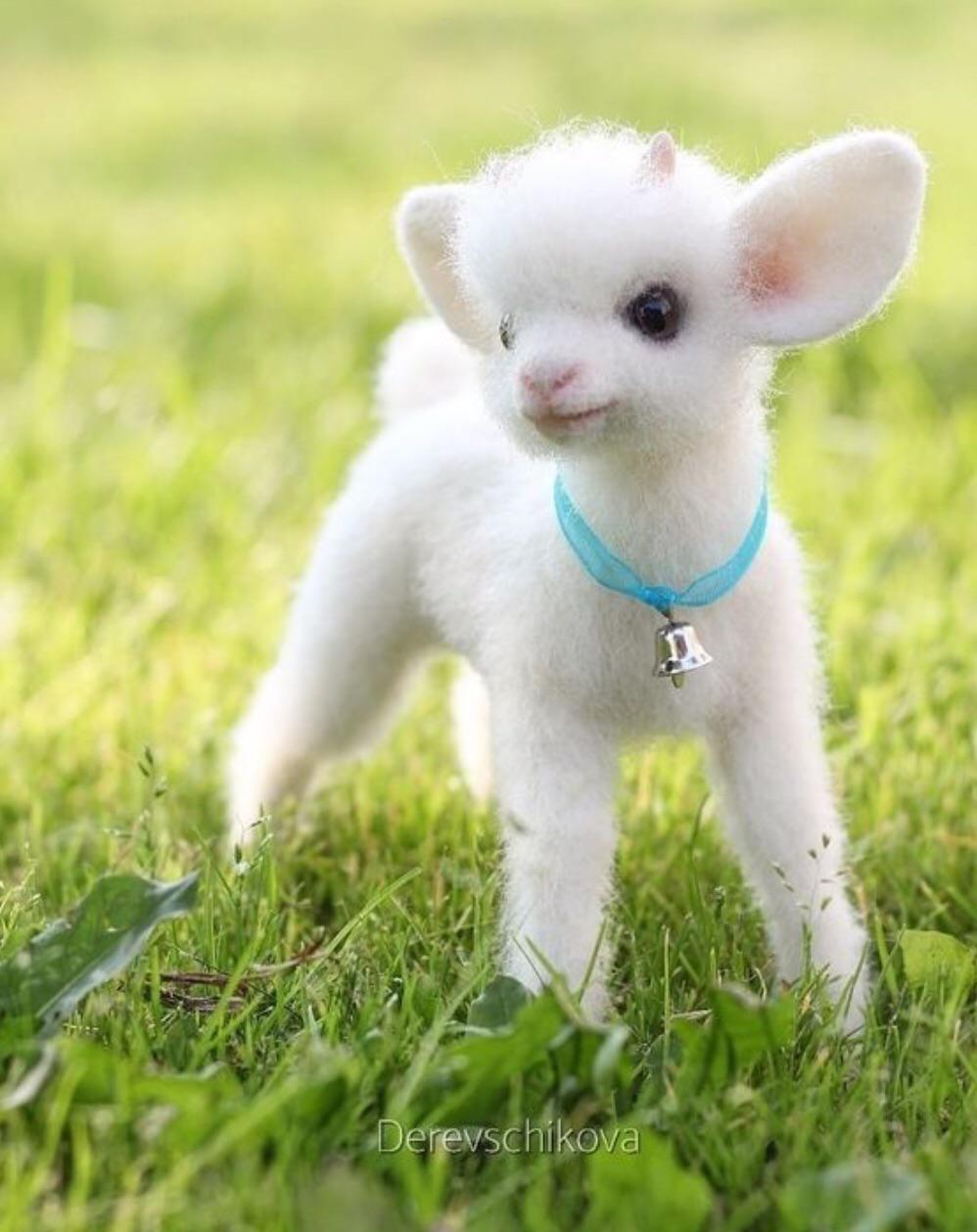 Baby Lamb Cute