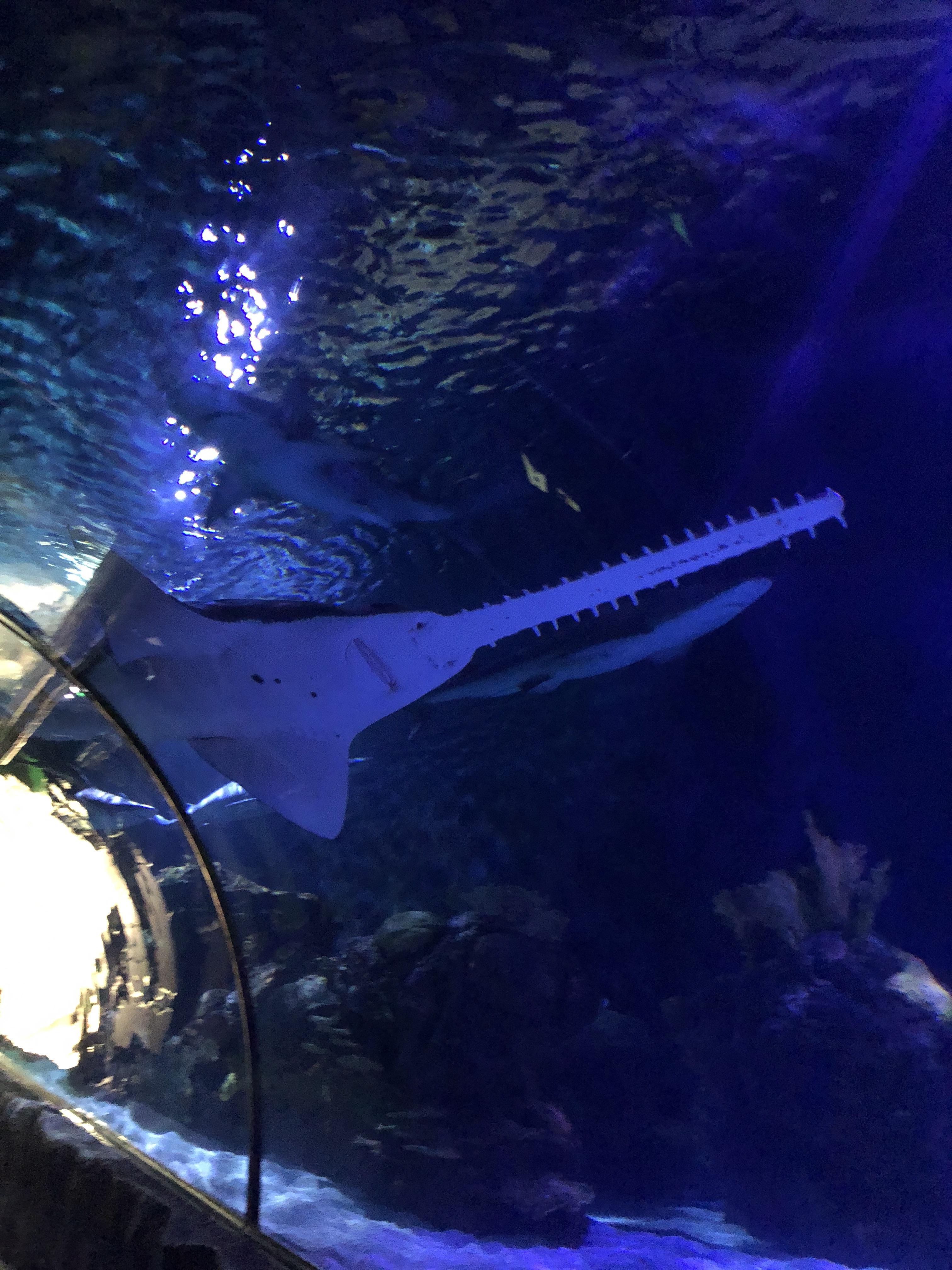 Saw fish at Houston Downtown Aquarium r/Aquariums